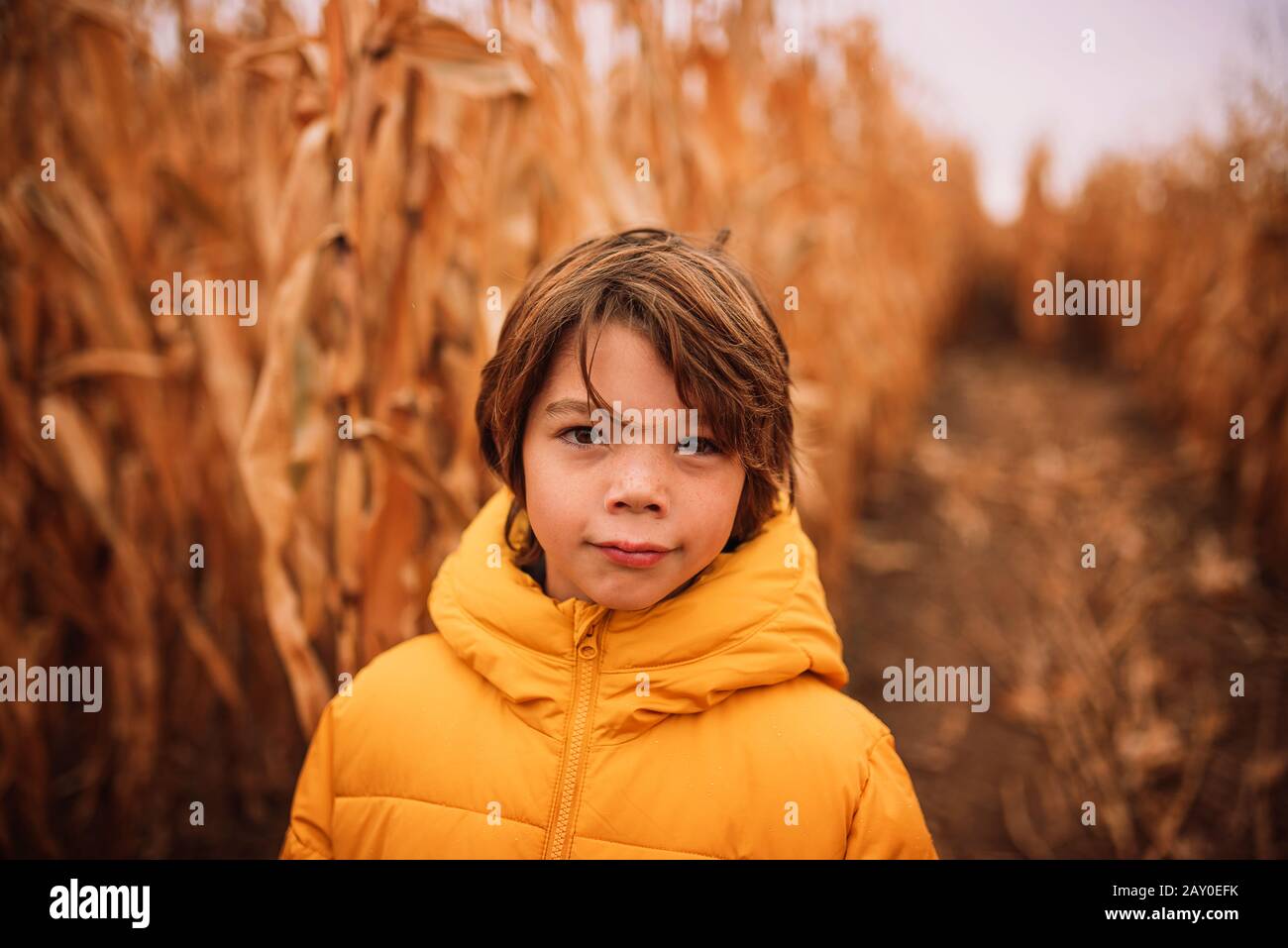Portrait of a boy standing in a corn field in the fall, USA Stock Photo