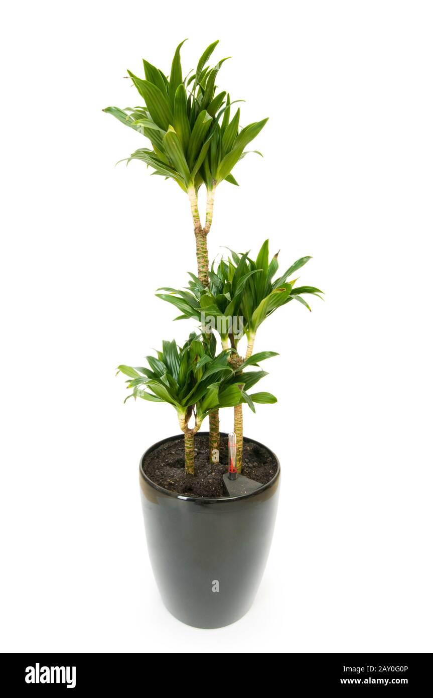 Dracaena plant isolated on the white background Stock Photo - Alamy