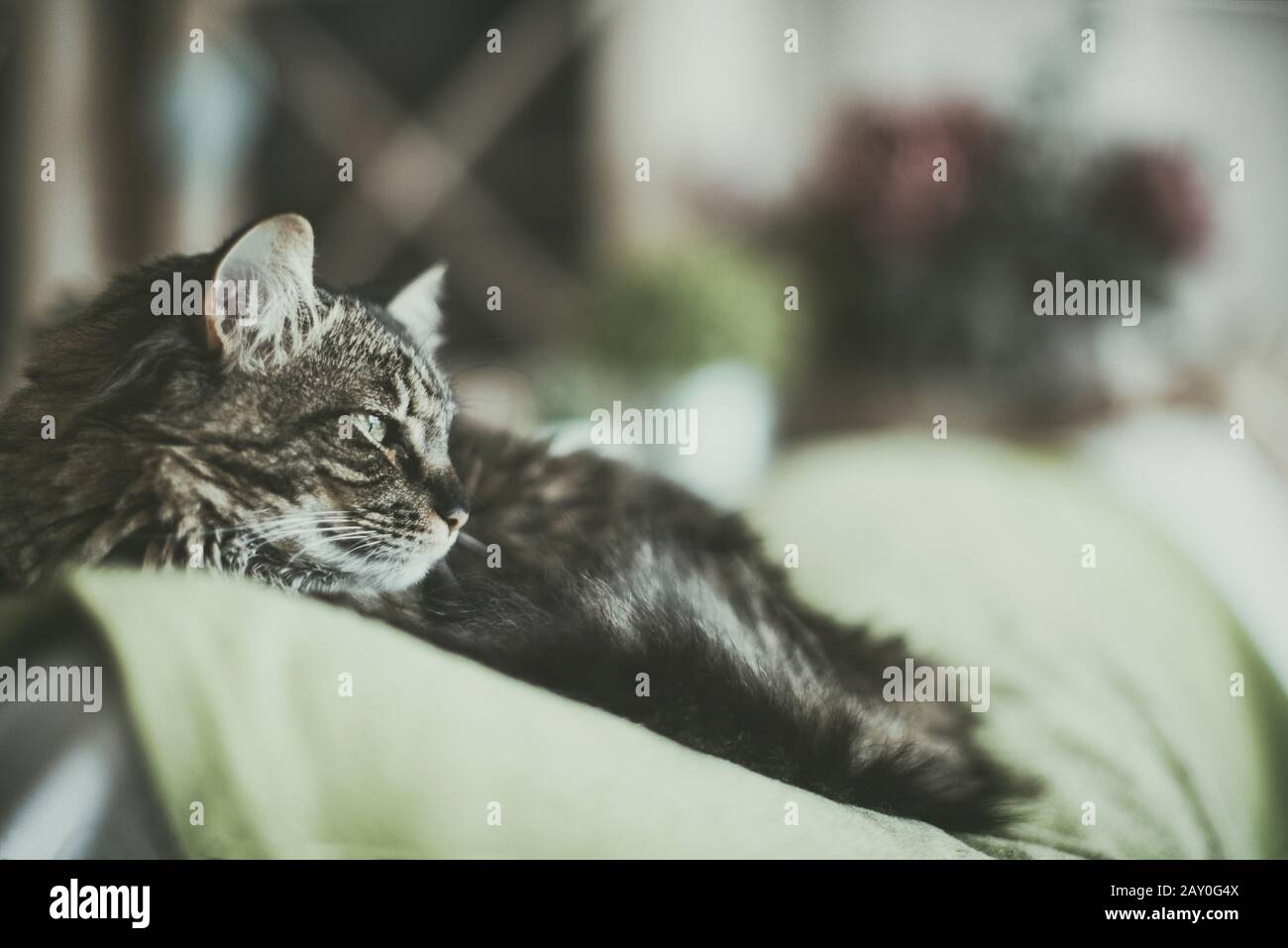 Close-up of a tabby cat lying on a sofa Stock Photo