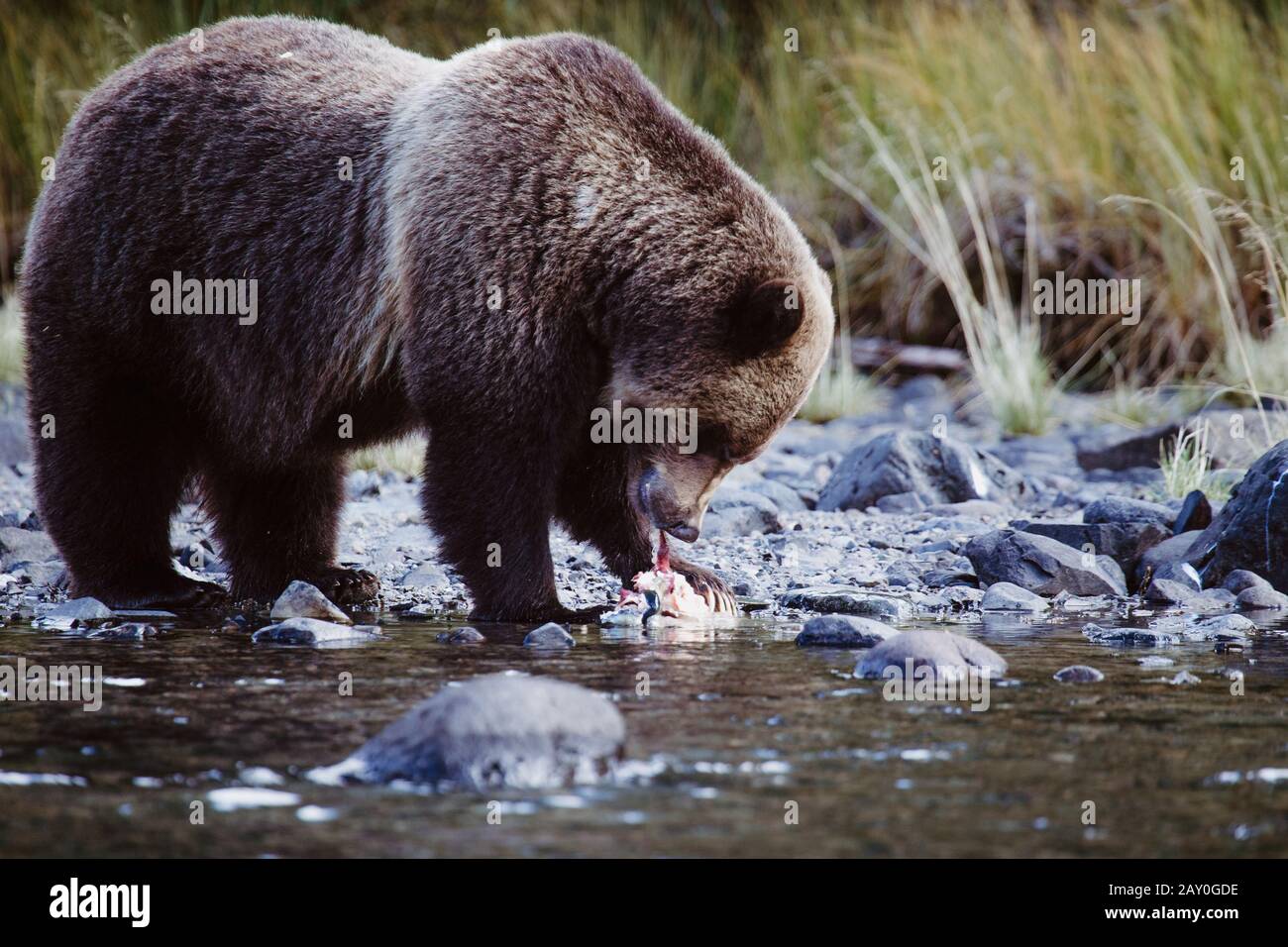 Grizzly bear eating a fish, Chilko Lake, British Columbia, Canada Stock Photo
