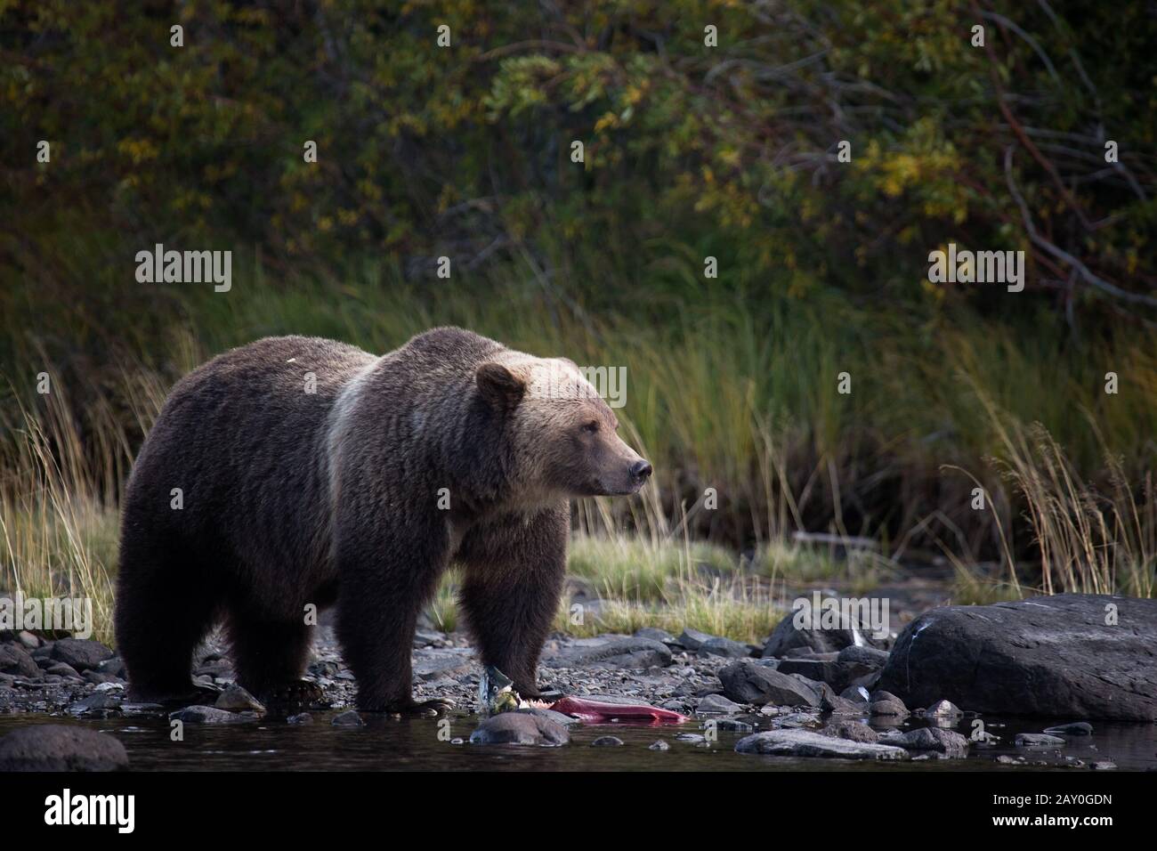 Grizzly bear eating a fish, Chilko Lake, British Columbia, Canada Stock Photo