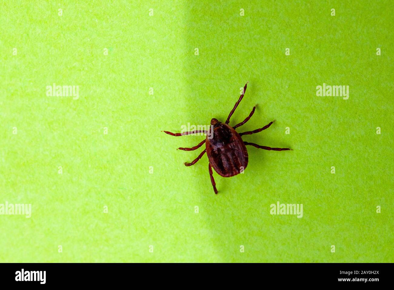 A true ixodid mite blood sucking parasite carrying the acarid disease sits on a On a white field on a hot summer day, hunting in anticipation of the victim Stock Photo