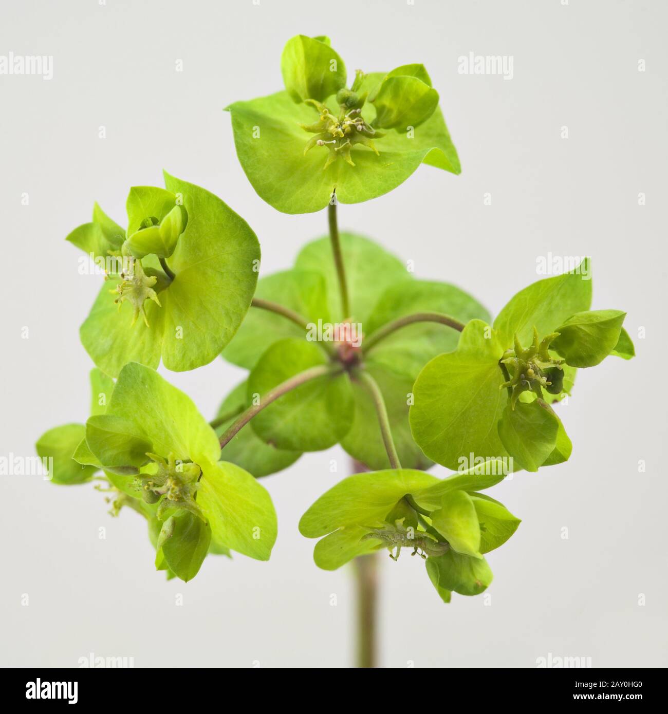 Sun Spurge (Euphorbia helioscopia) - Sun Spurge (Euphorbia helioscopia) Stock Photo