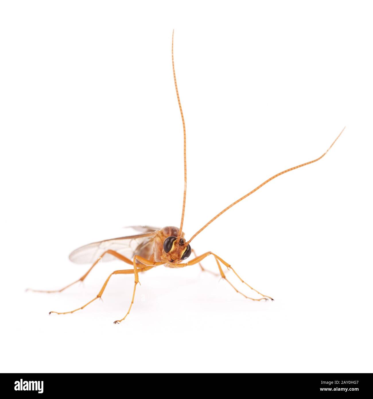 Sichelwespe (Therion circumflexum) (Therion circumflexum Stock Photo