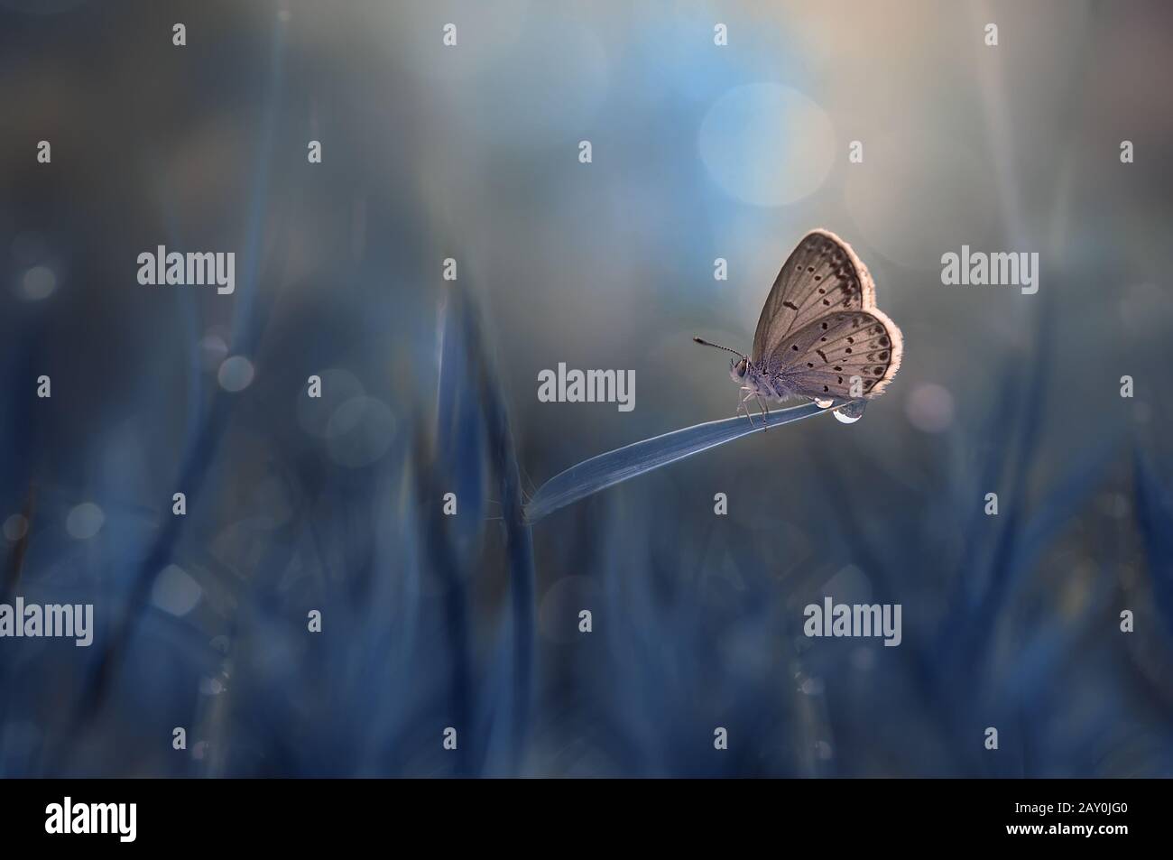 Butterfly on a blade of grass, Indonesia Stock Photo - Alamy