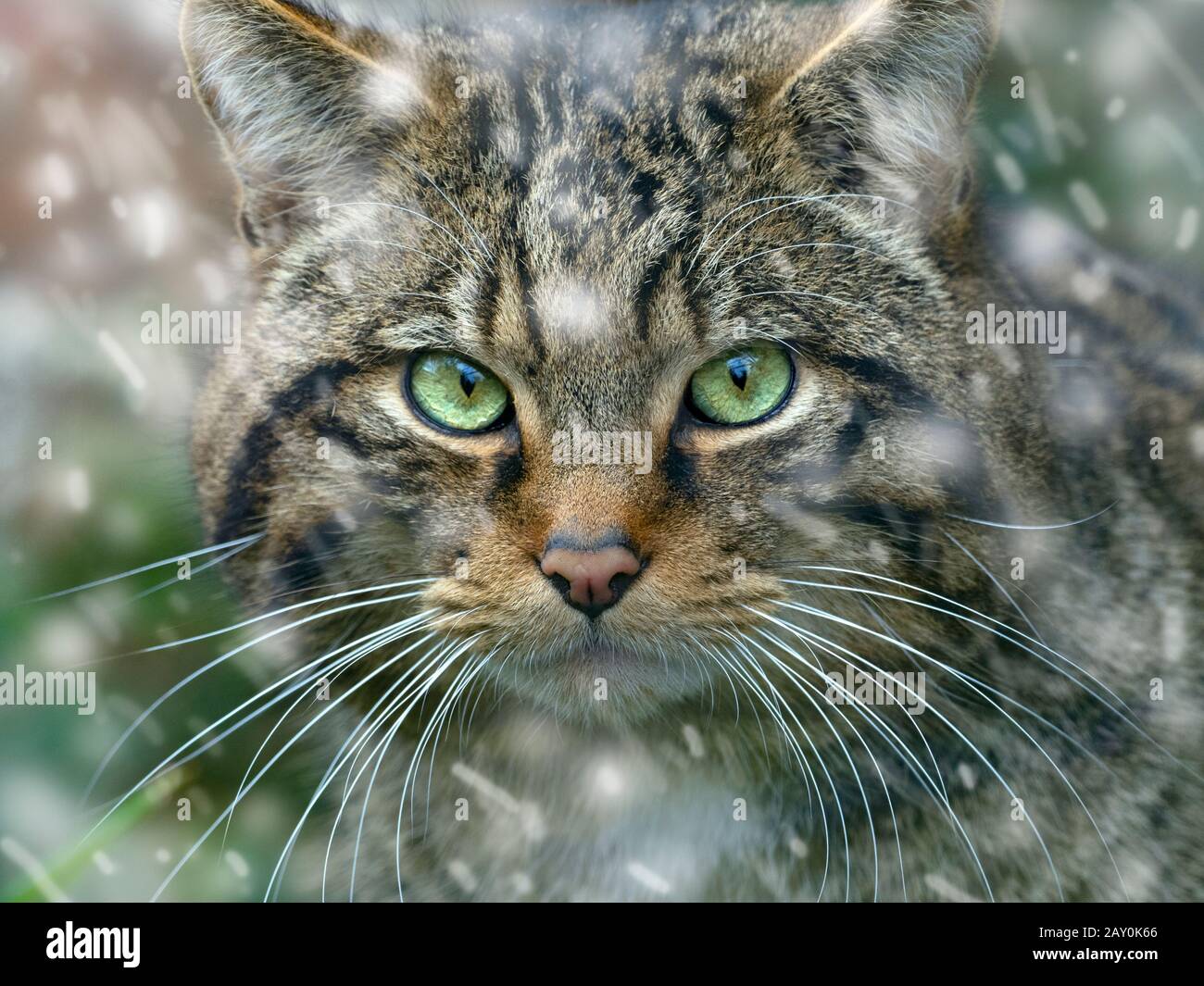 European wildcat Felis silvestris silvestris (captive) in snow storm Stock Photo
