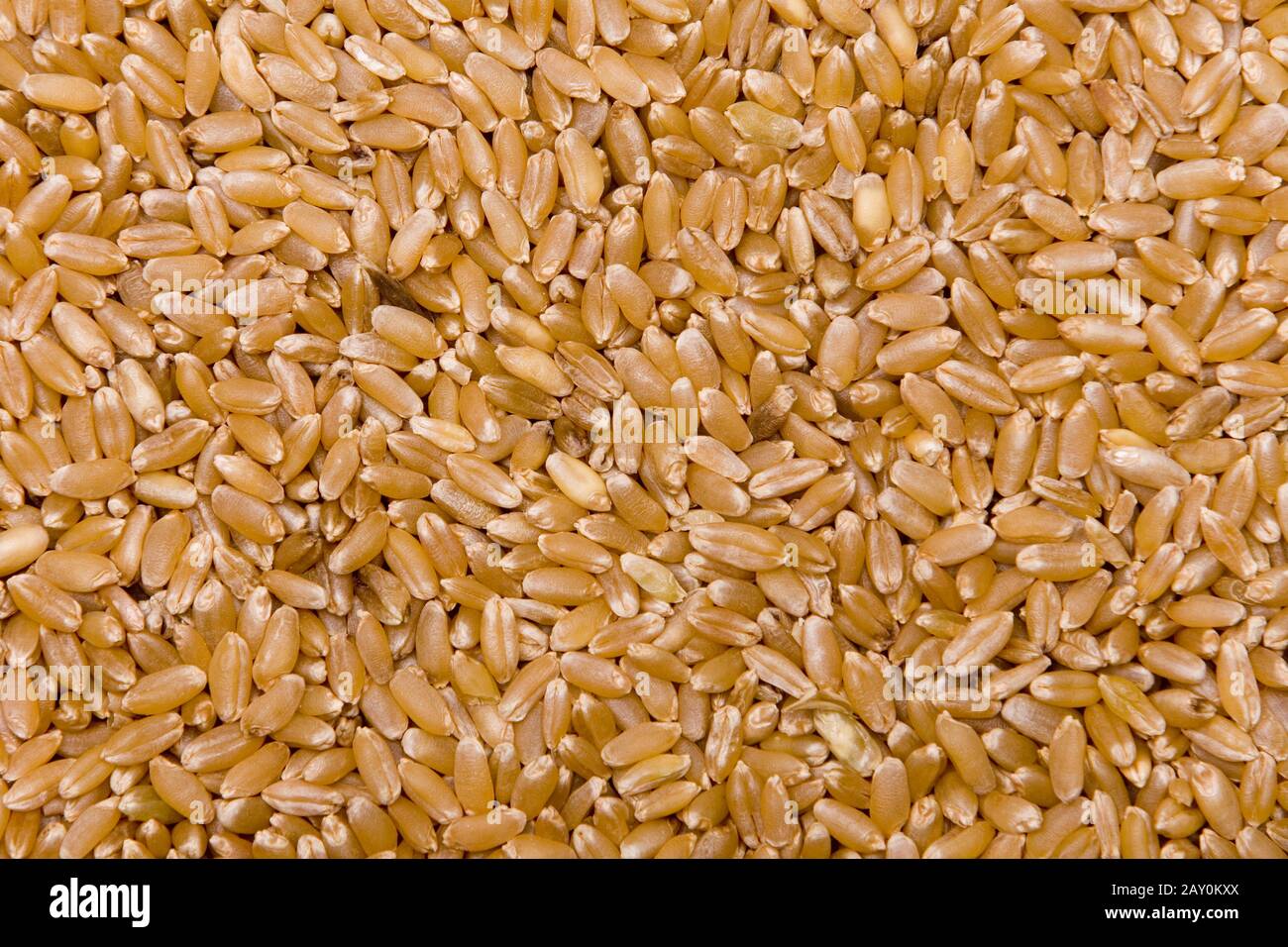 durum wheat (Triticum durum) - durum weat (Triticum durum) Stock Photo