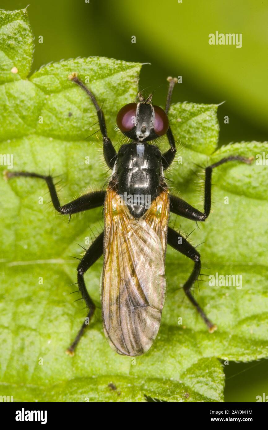 Hoverflies (Syrphidae) (Platycheirus clypeatus) - Hoverflies (Syrphidae) (Platycheirus clypeatus) Stock Photo
