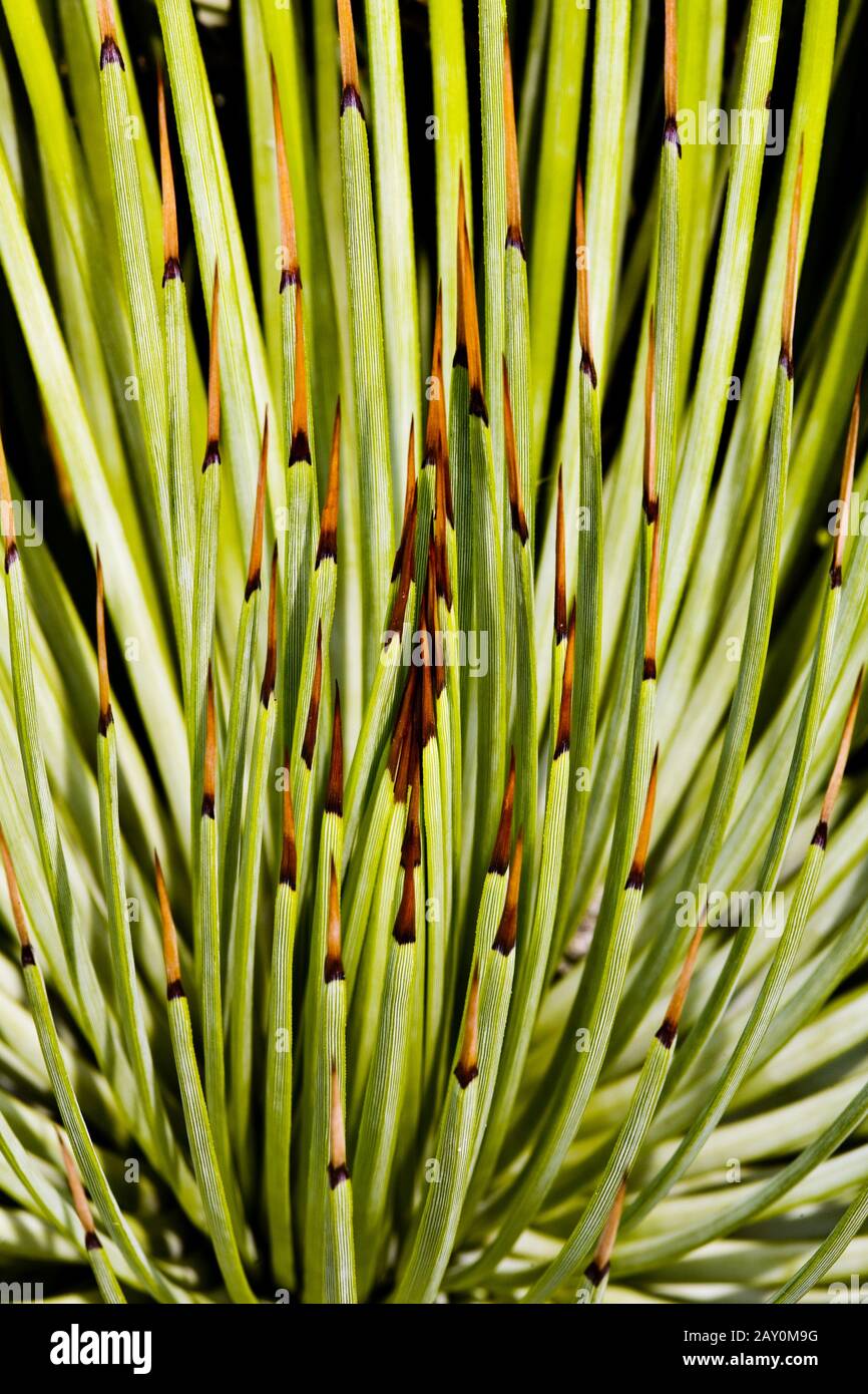 Agave (Agavaceae) (Agave stricta) - Agave (Agavaceae) (Agave stricta) Stock Photo