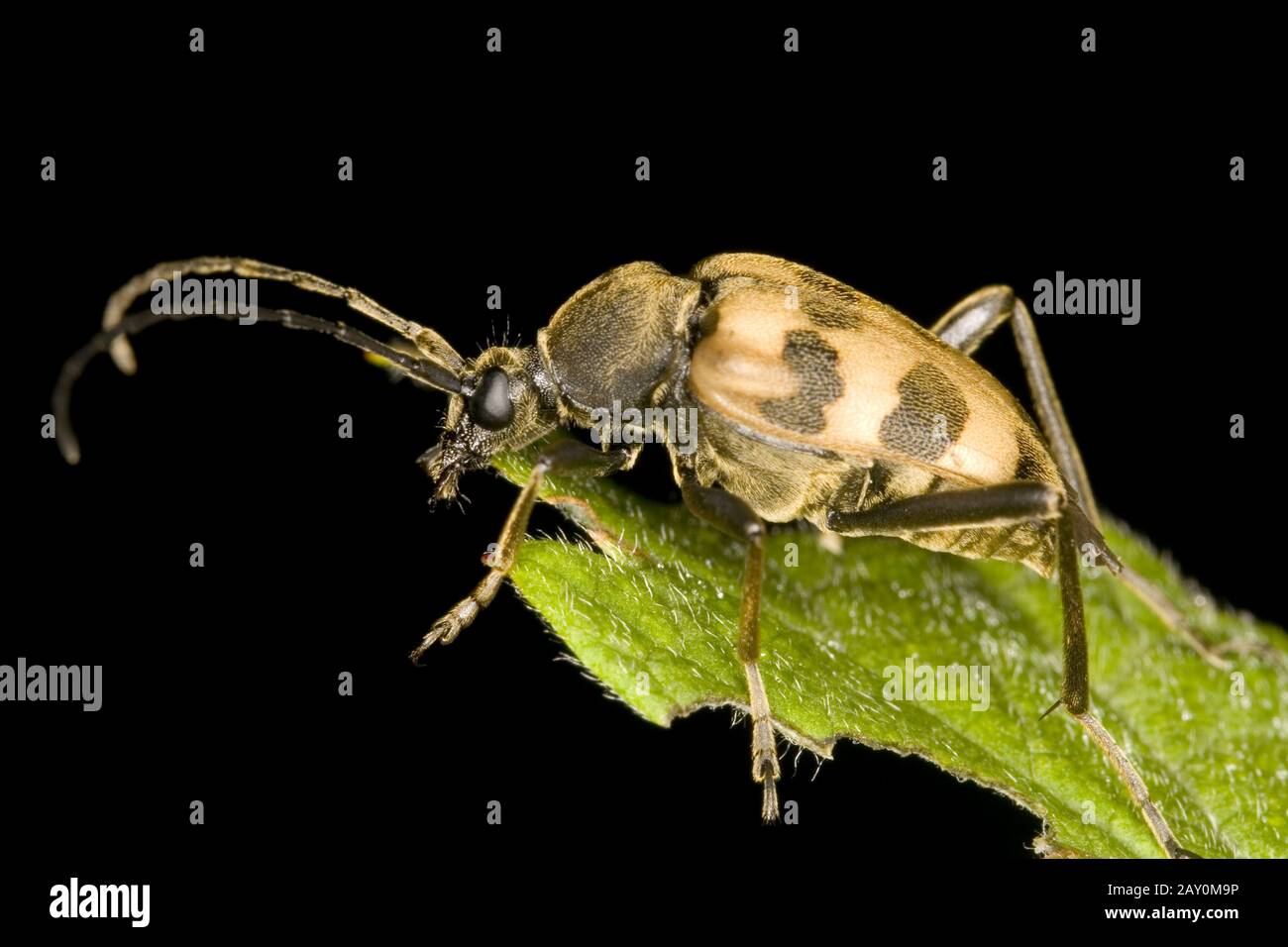 Spotted buck (Pachytodes cerambyciformis) - Pachytodes cerambyciformis Stock Photo