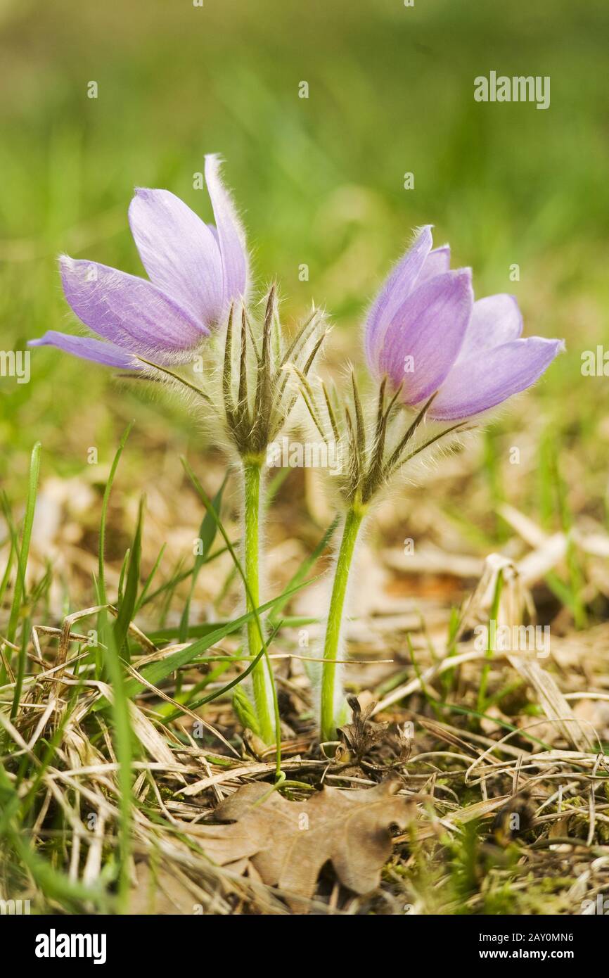 Common kitchen clamp (Ranunculaceae) - Ranunculaceae Stock Photo