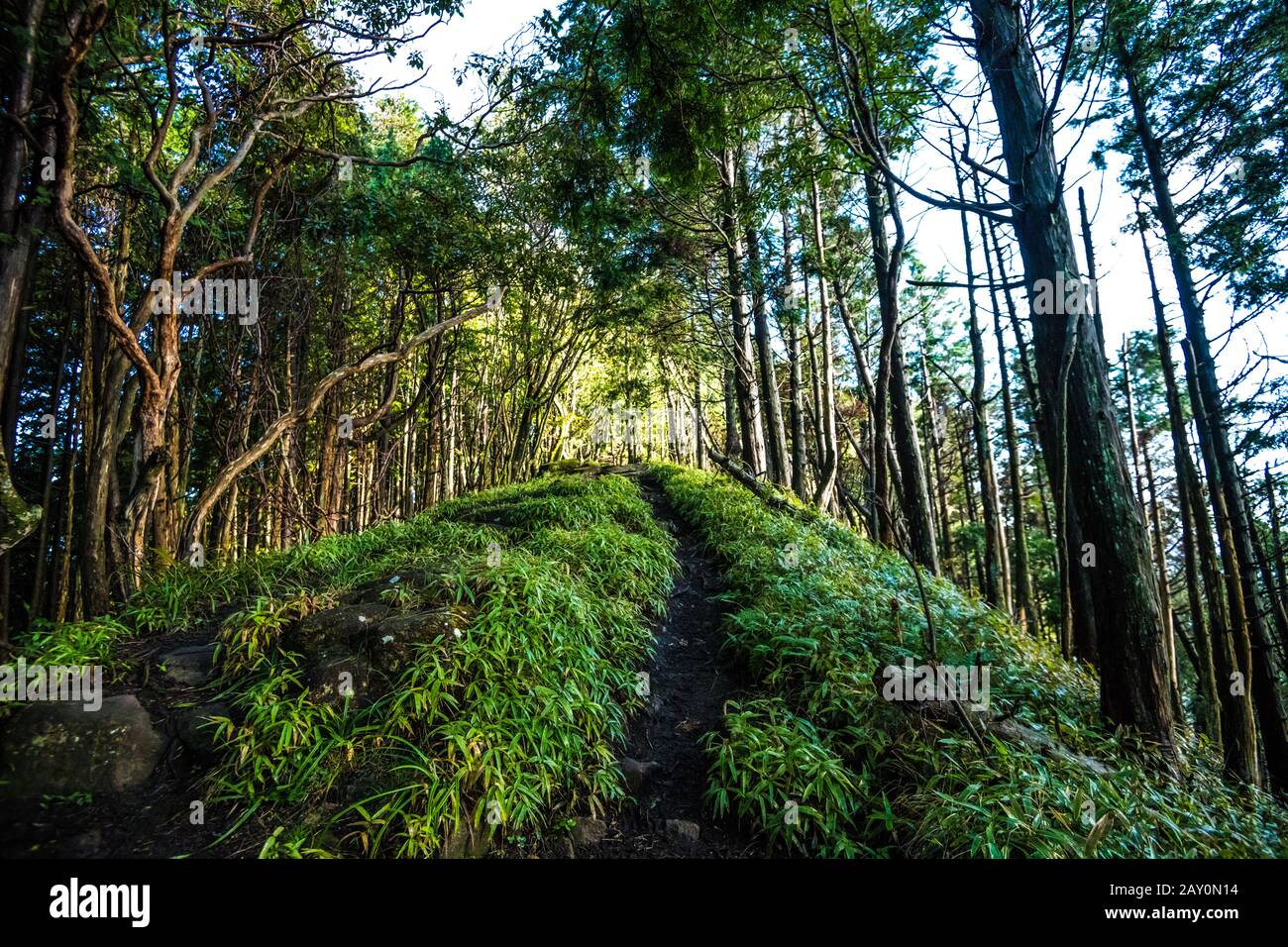 Mountain trail in Satoyama covered with green trees. Soni Highland, Nara, Japan Stock Photo