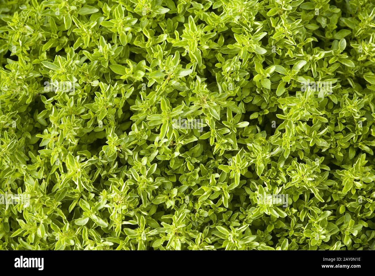 Oregano staple (Origanum vulgare var.compactum) * Oregano (Origanum vulgare var.compactum) Stock Photo
