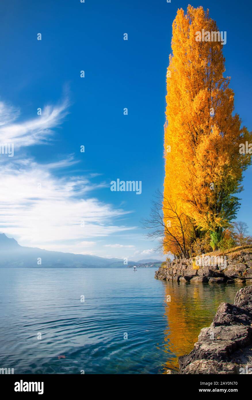 Autumn tree along the lakeshore, Switzerland Stock Photo