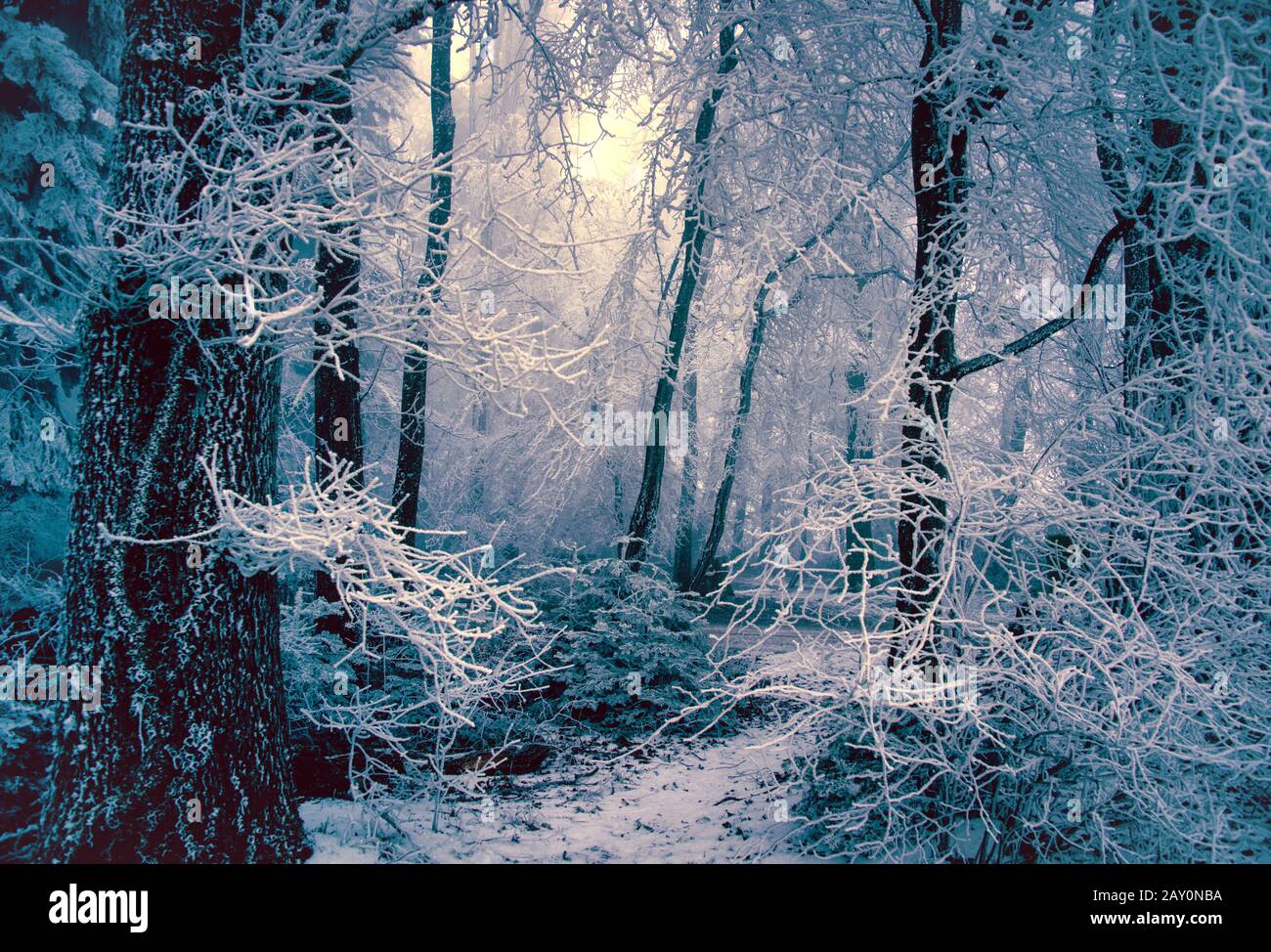 Frosty forest landscape, Switzerland Stock Photo - Alamy