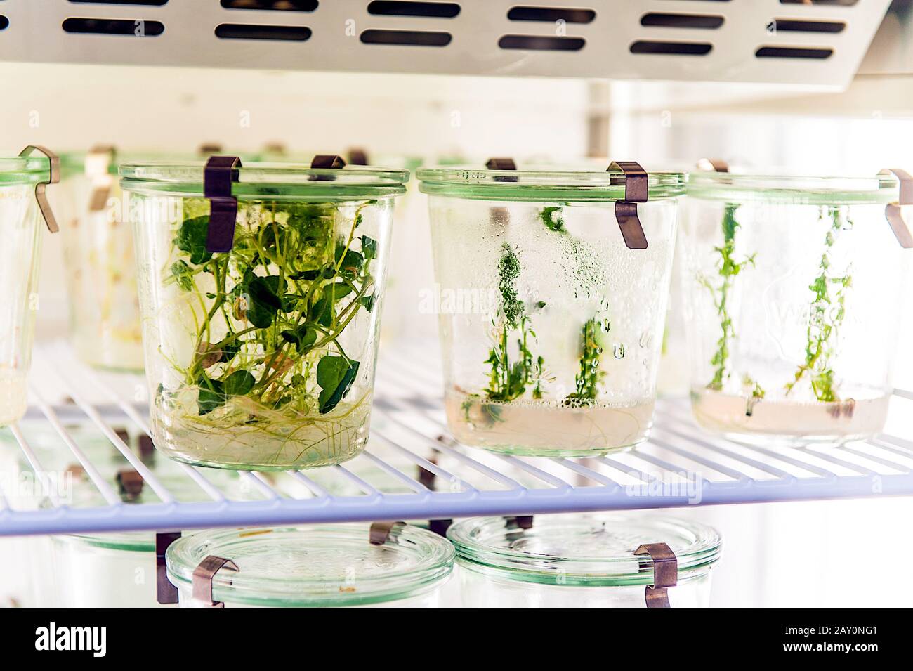 plant growing in growth chamber in biotechnological laboratory Stock