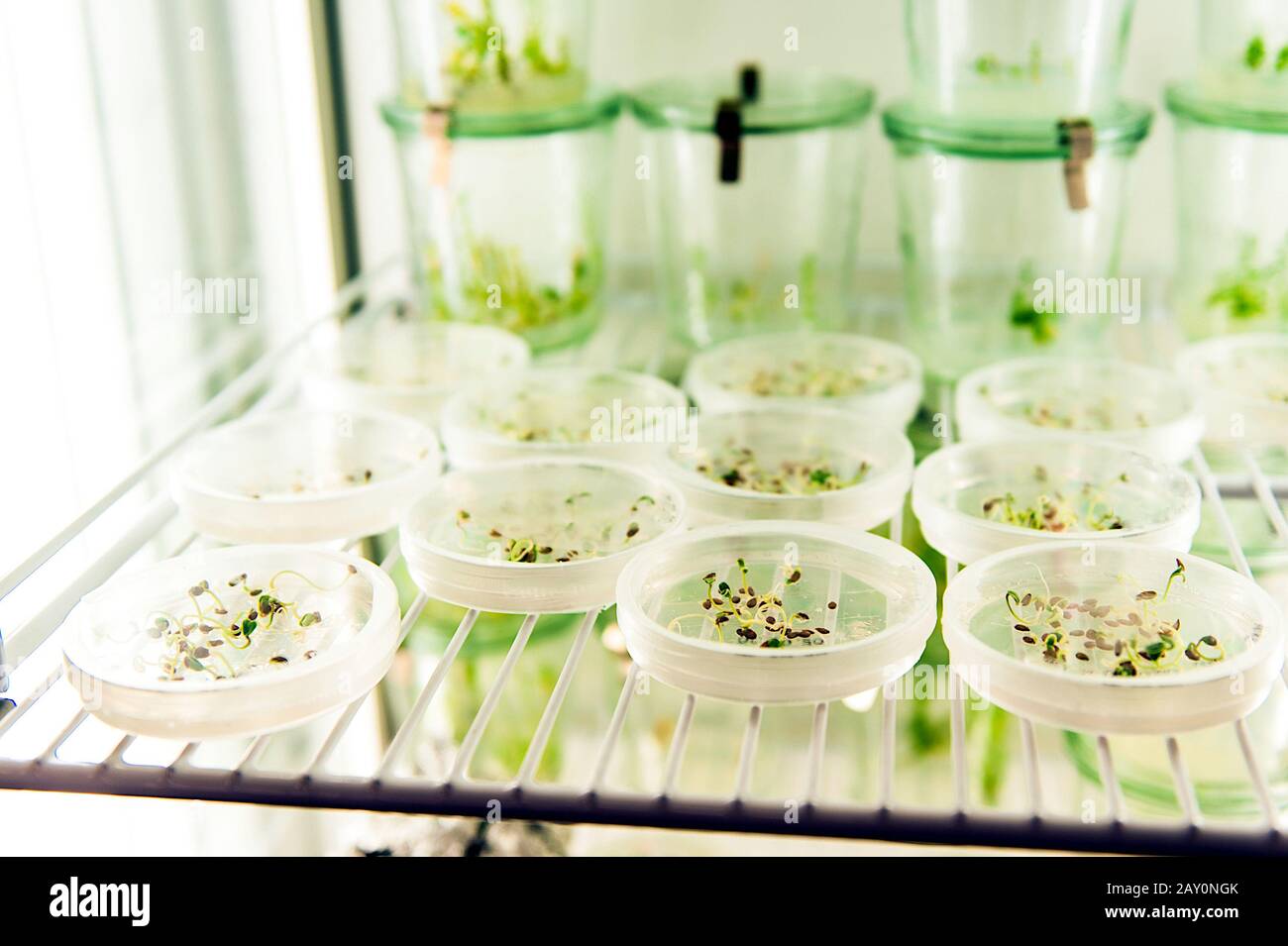 Germinating seeds hires stock photography and images Alamy