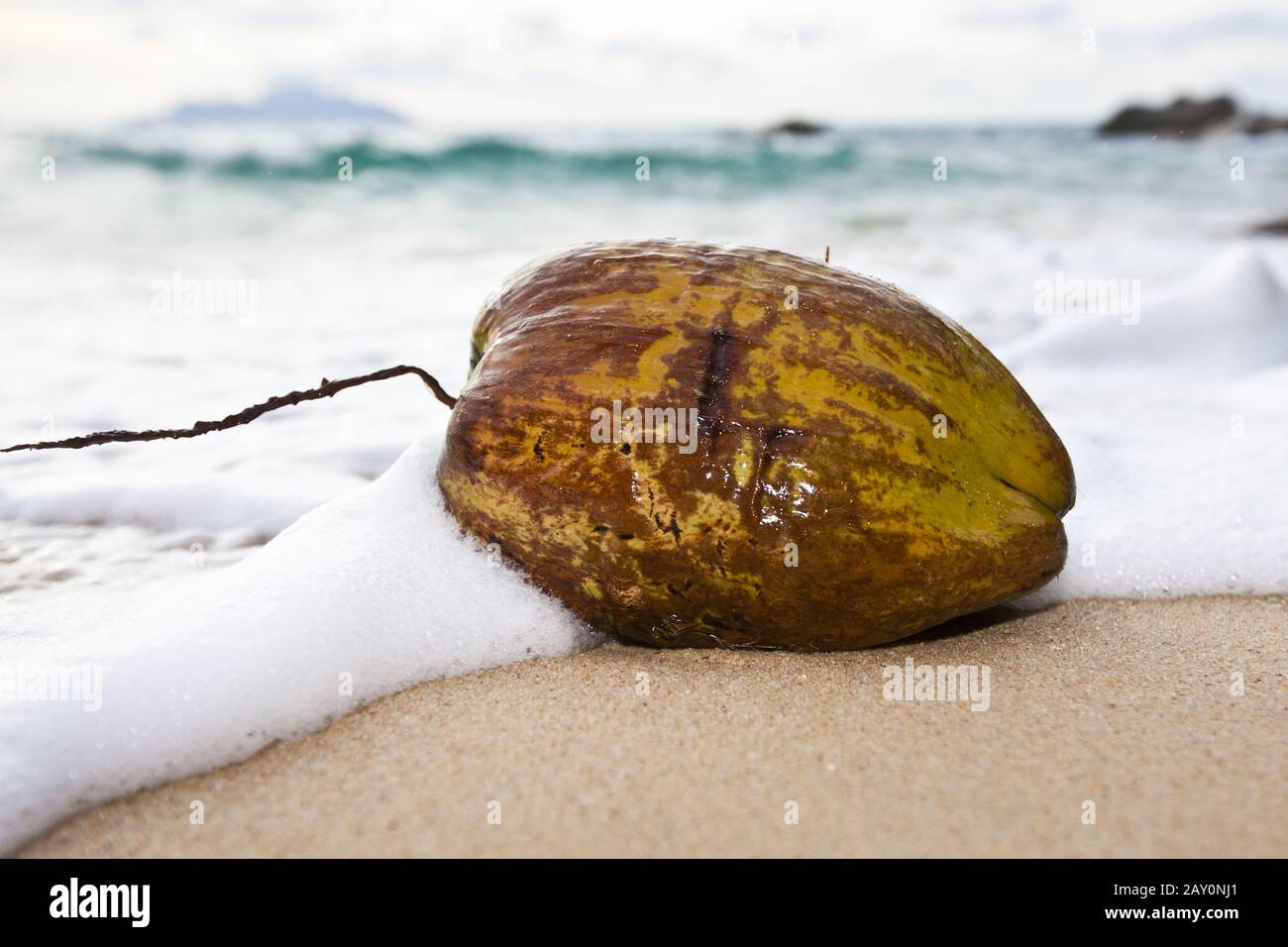 washed up coconut on the beach Stock Photo Alamy