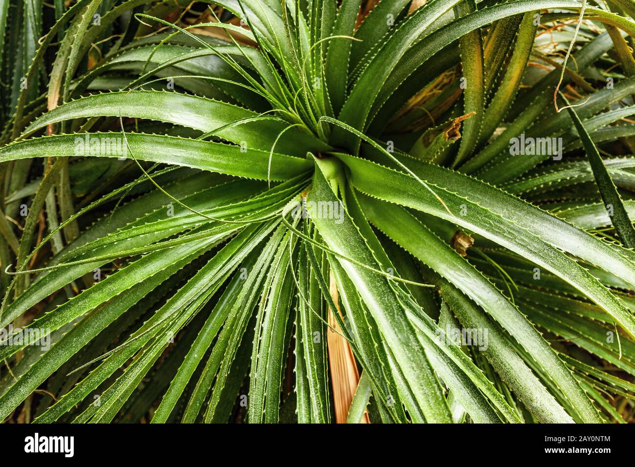 Hechtia roseana plant from Mexico in botanical garden Stock Photo
