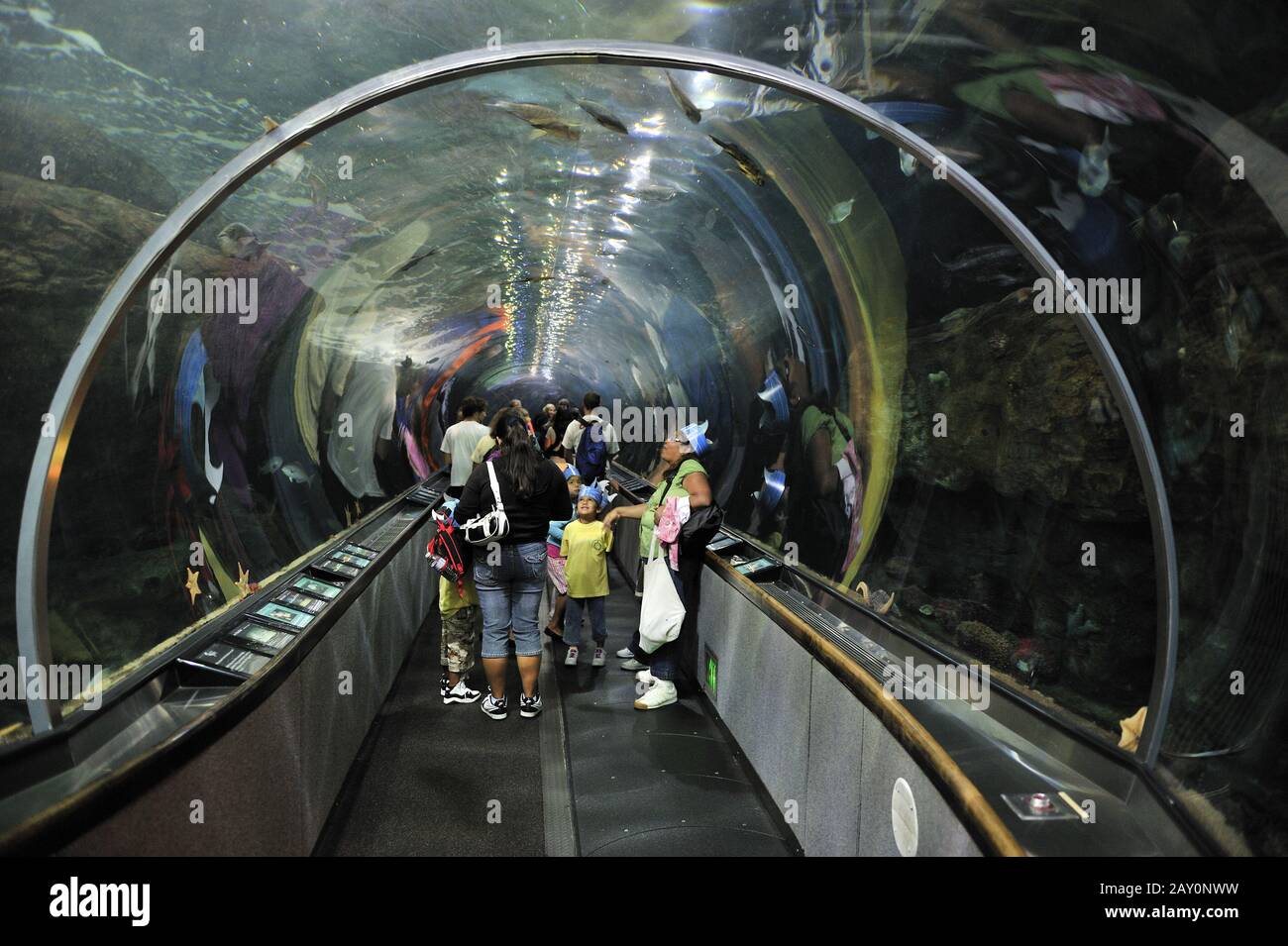 Visitors in an aquarium tunnel in the Aquarium by the Bay San Fr Stock Photo