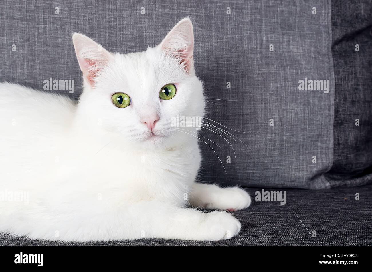 Short haired hotsell turkish angora