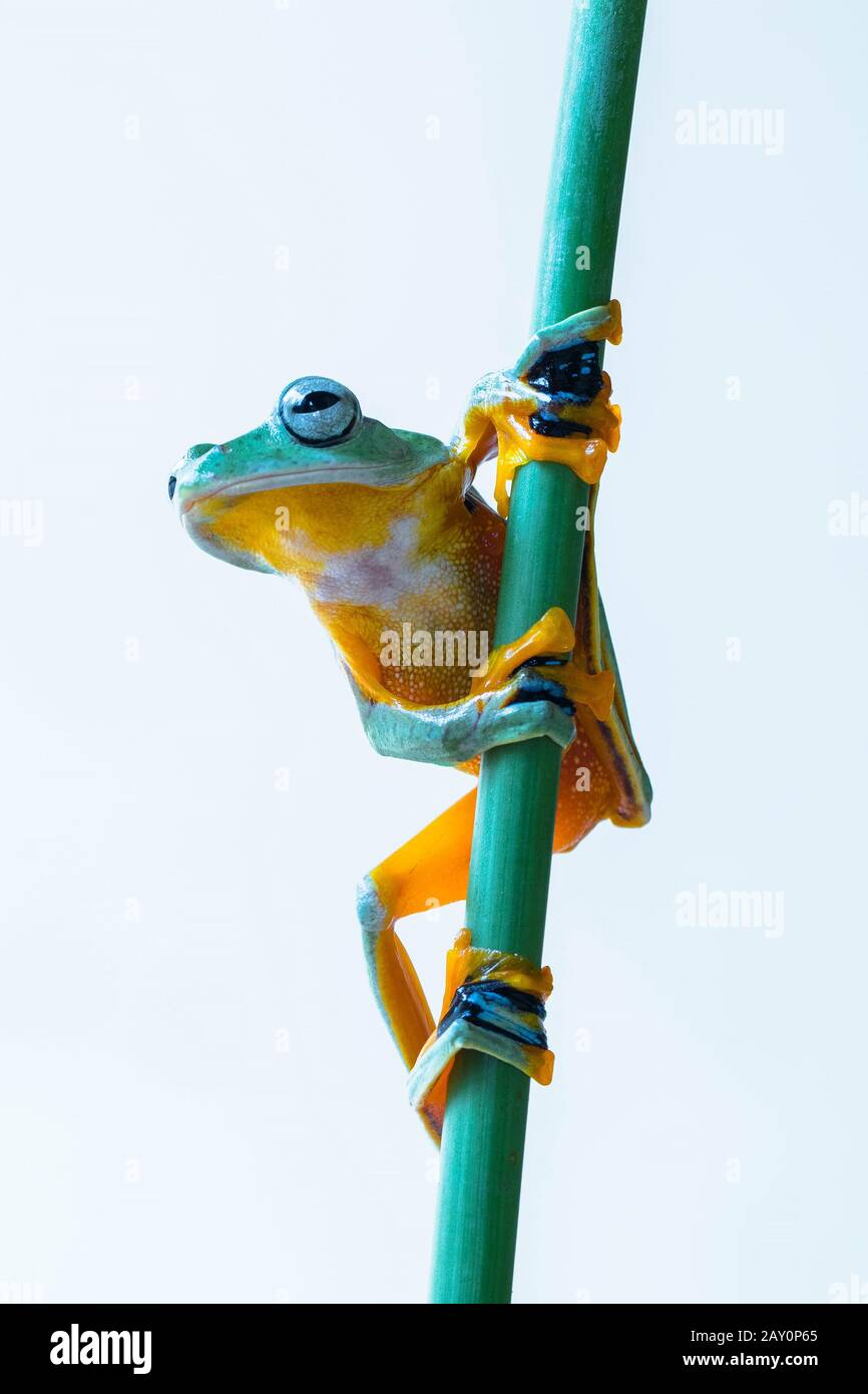 Javan tree frog on a branch, Indonesia Stock Photo - Alamy