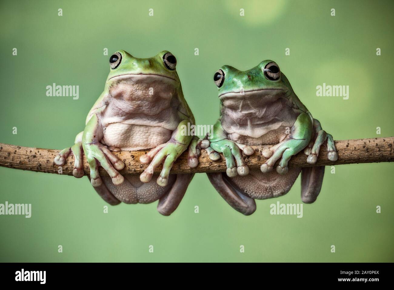 Two dumpy tree frogs sitting on a branch, Indonesia Stock Photo