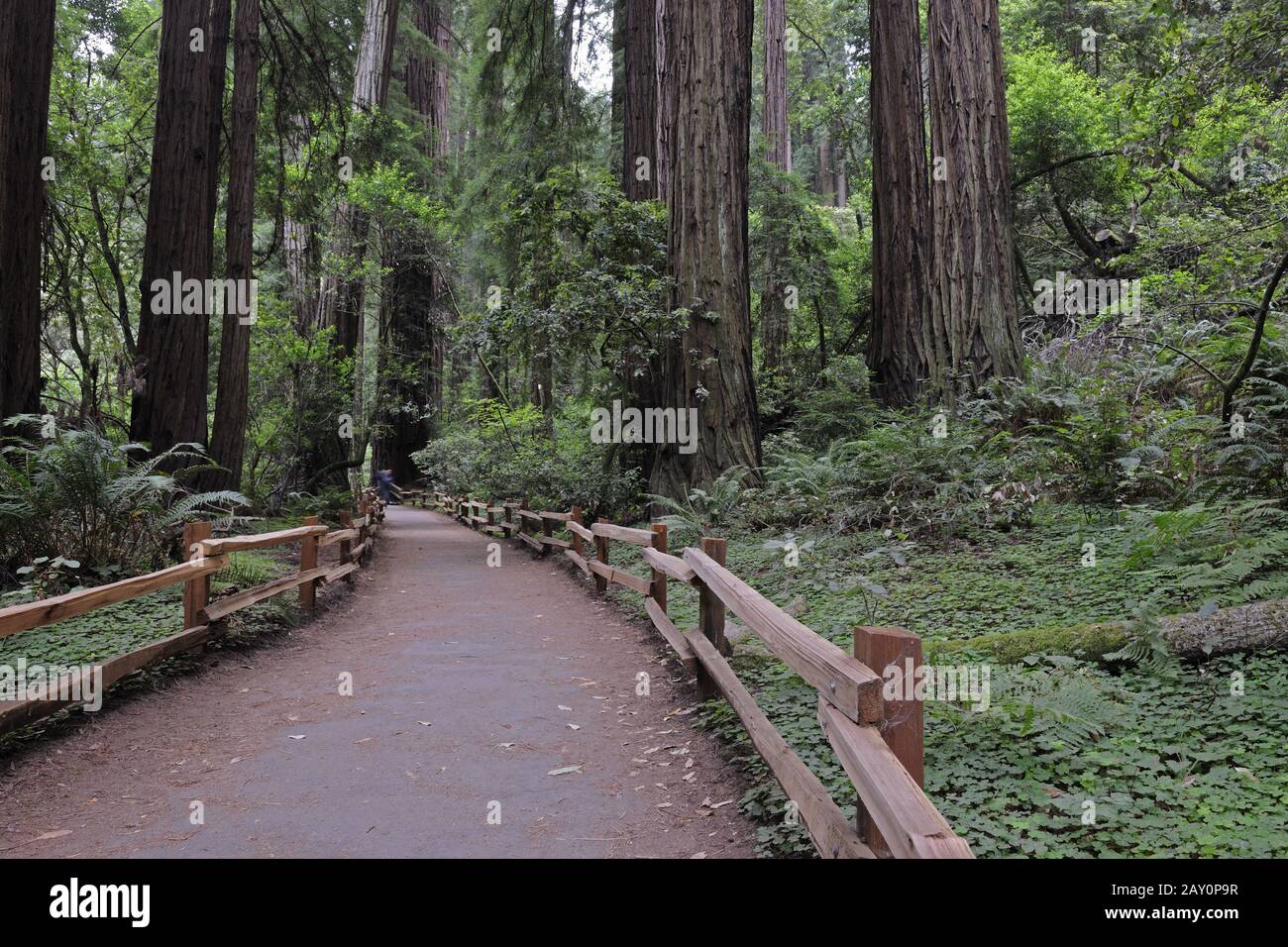 Hiking trails in Muir Woods National Park, California, USA Stock Photo