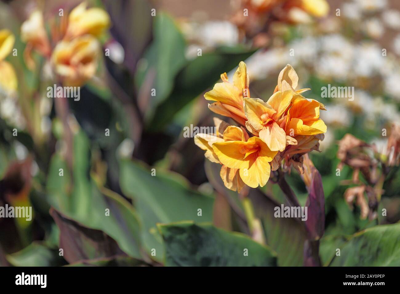 Canna generalis flower in botanical garden Stock Photo