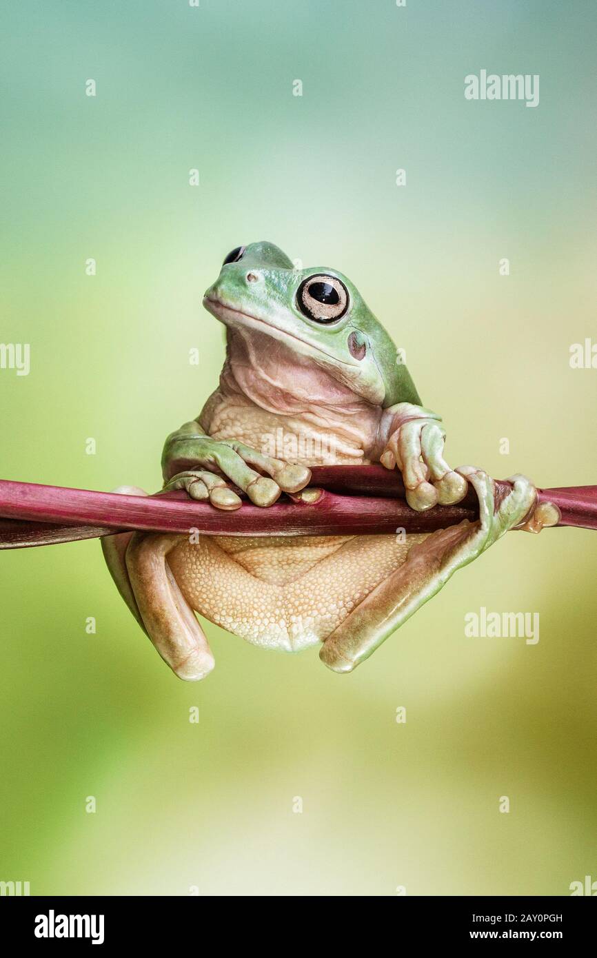 Dumpy tree frog on a plant, Indonesia Stock Photo