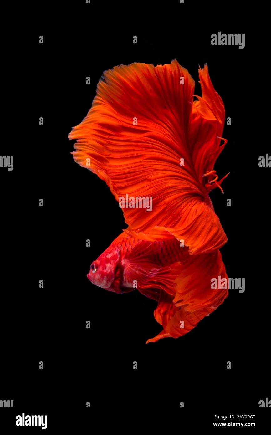 Portrait of a red betta fish Stock Photo