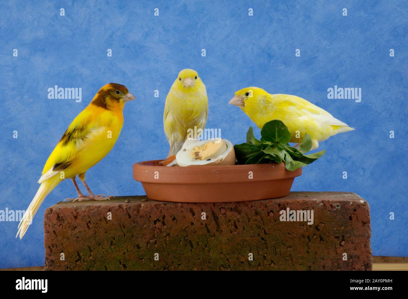 Kanarienvoegel an Futternapf, Serinus canaria, Canaries at feeding bowl, Studio Stock Photo