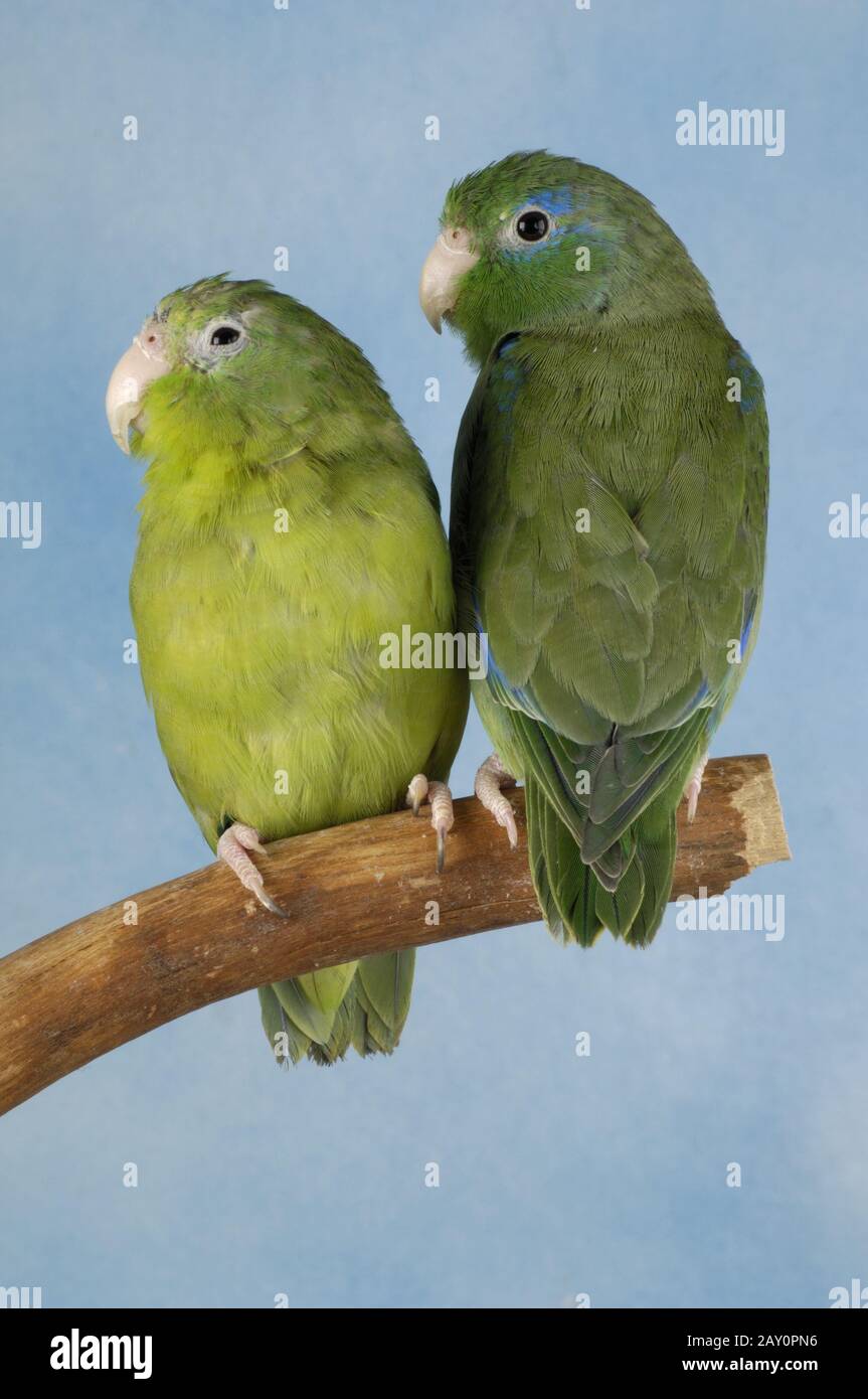 Augenringsperlingspapagei, Paar, Forpus conspicillatus, Spectacled parrotlet, Couple Stock Photo