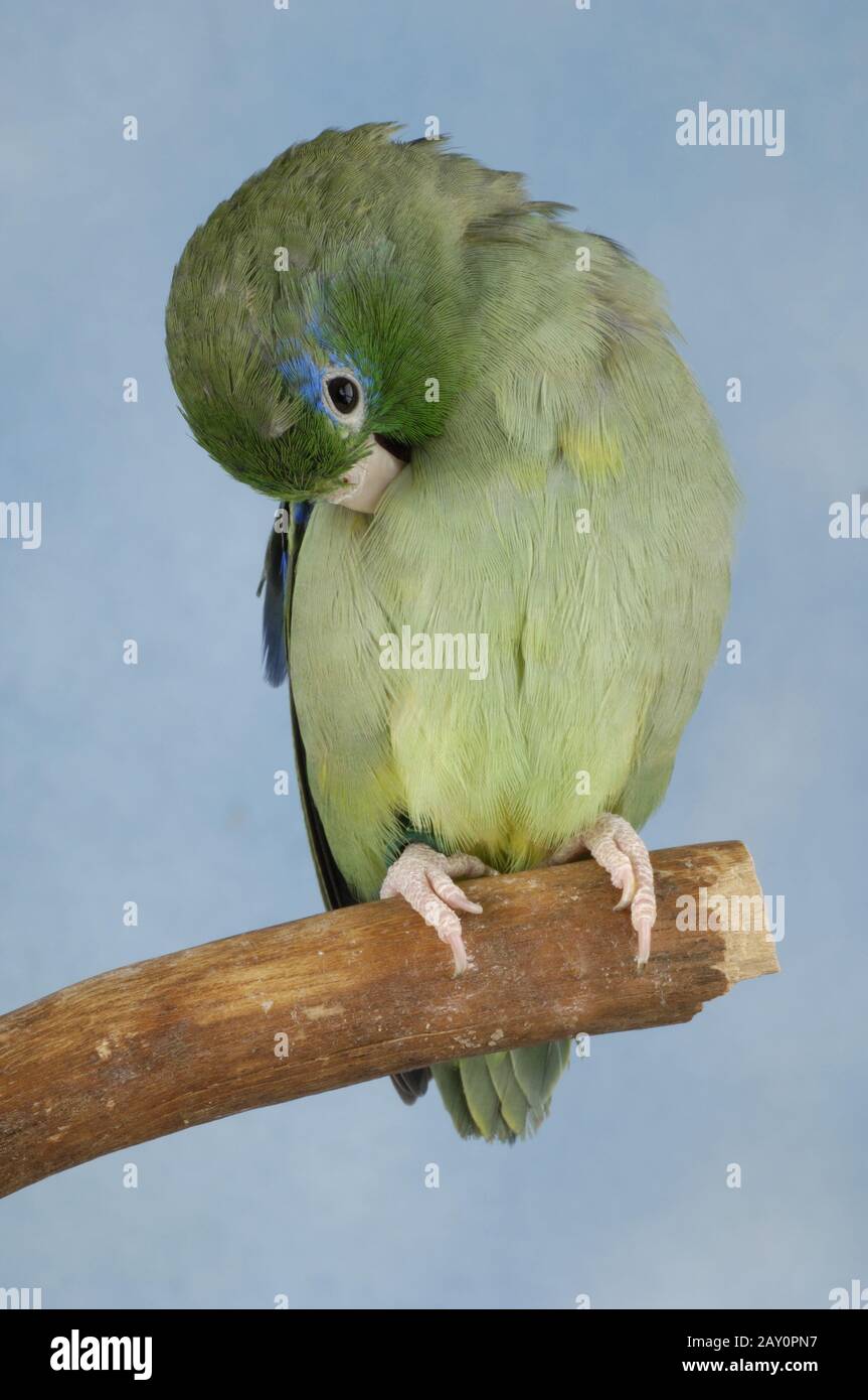 Augenringsperlingspapagei, Forpus conspicillatus, Spectacled parrotlet Stock Photo