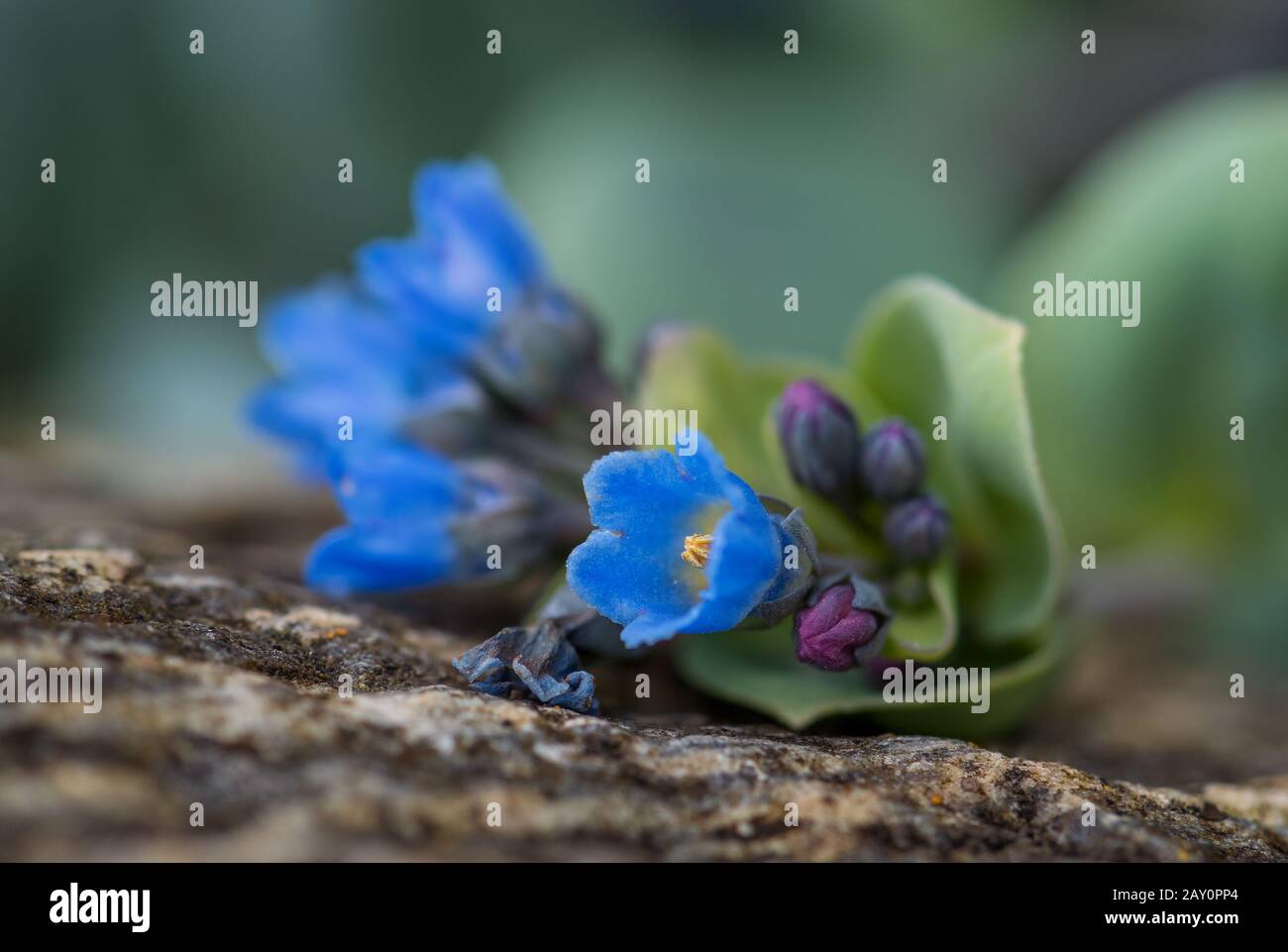 Oysterplant - Mertensia maritima, beautiful rare blue flower from Atlantic islands, Runde, Norway. Stock Photo