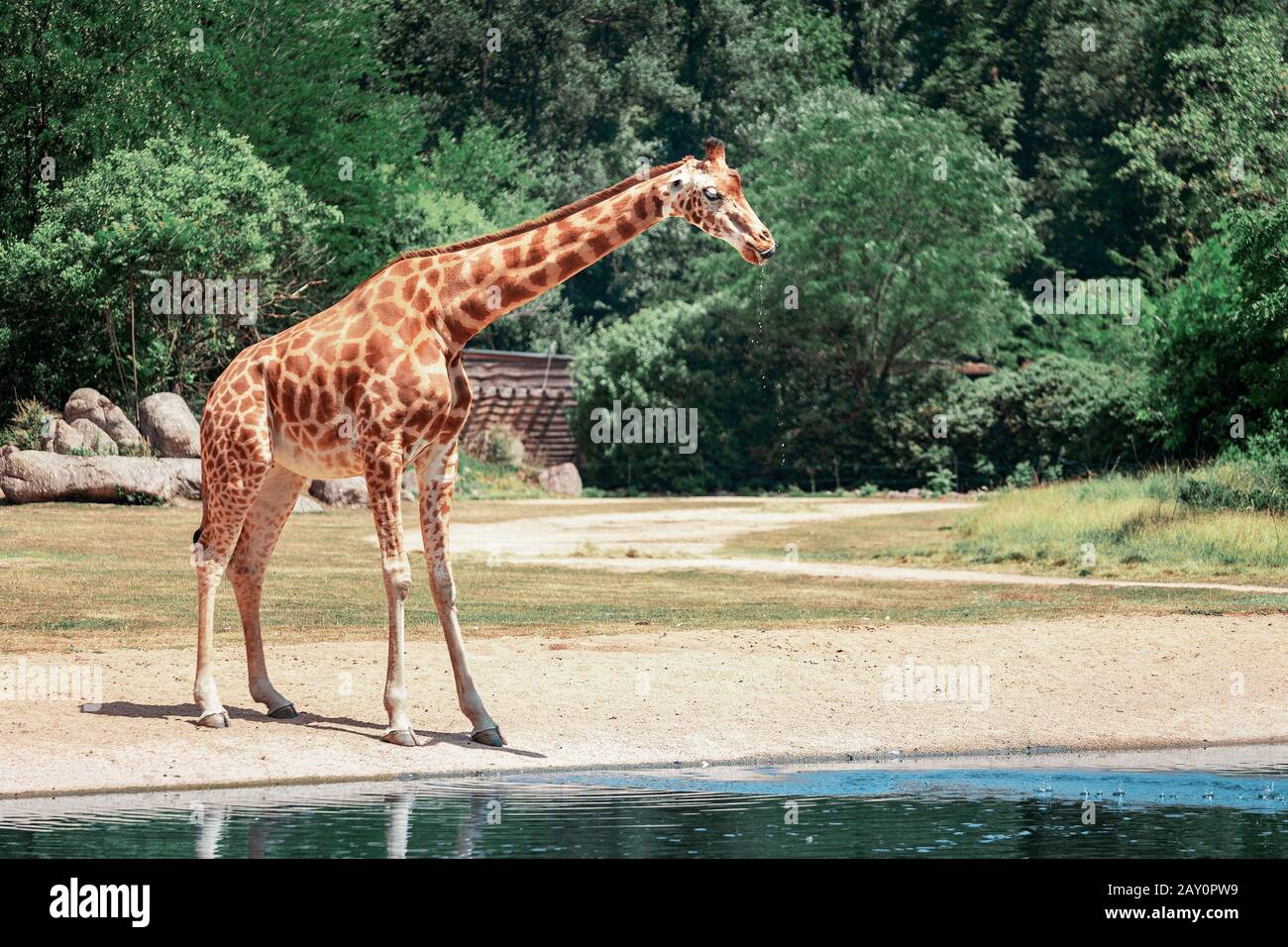 Giraffe Drinking Water Funny