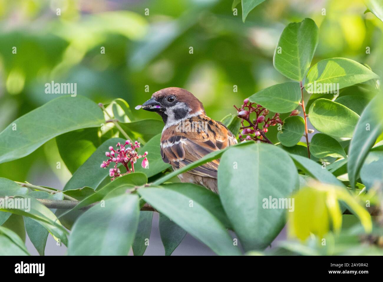 Old world sparrow on a bush, Indonesia Stock Photo