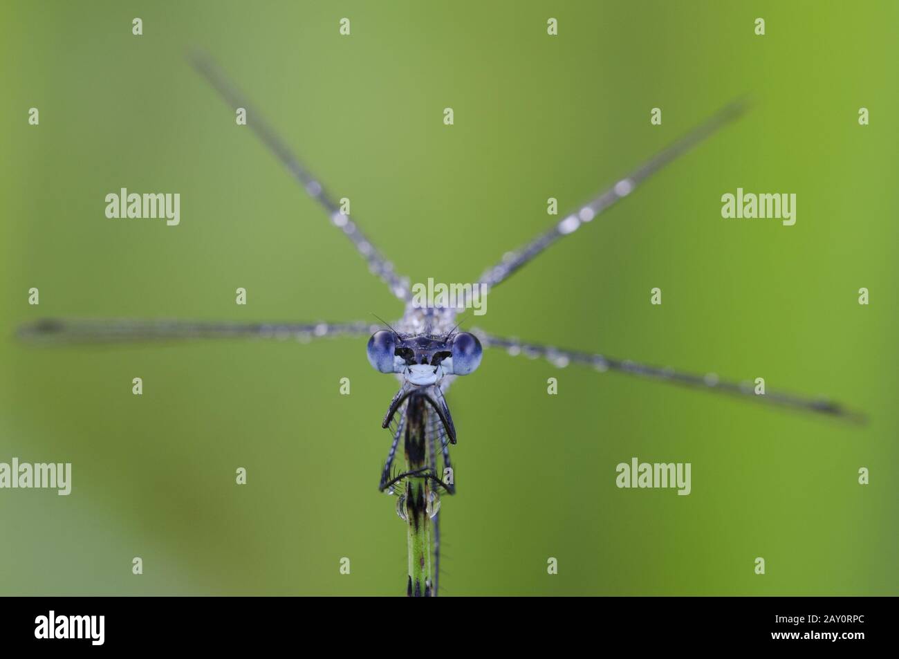 Gemeine Binsenjungfer / Emerald Damselfly / Lestes sponsa Stock Photo ...