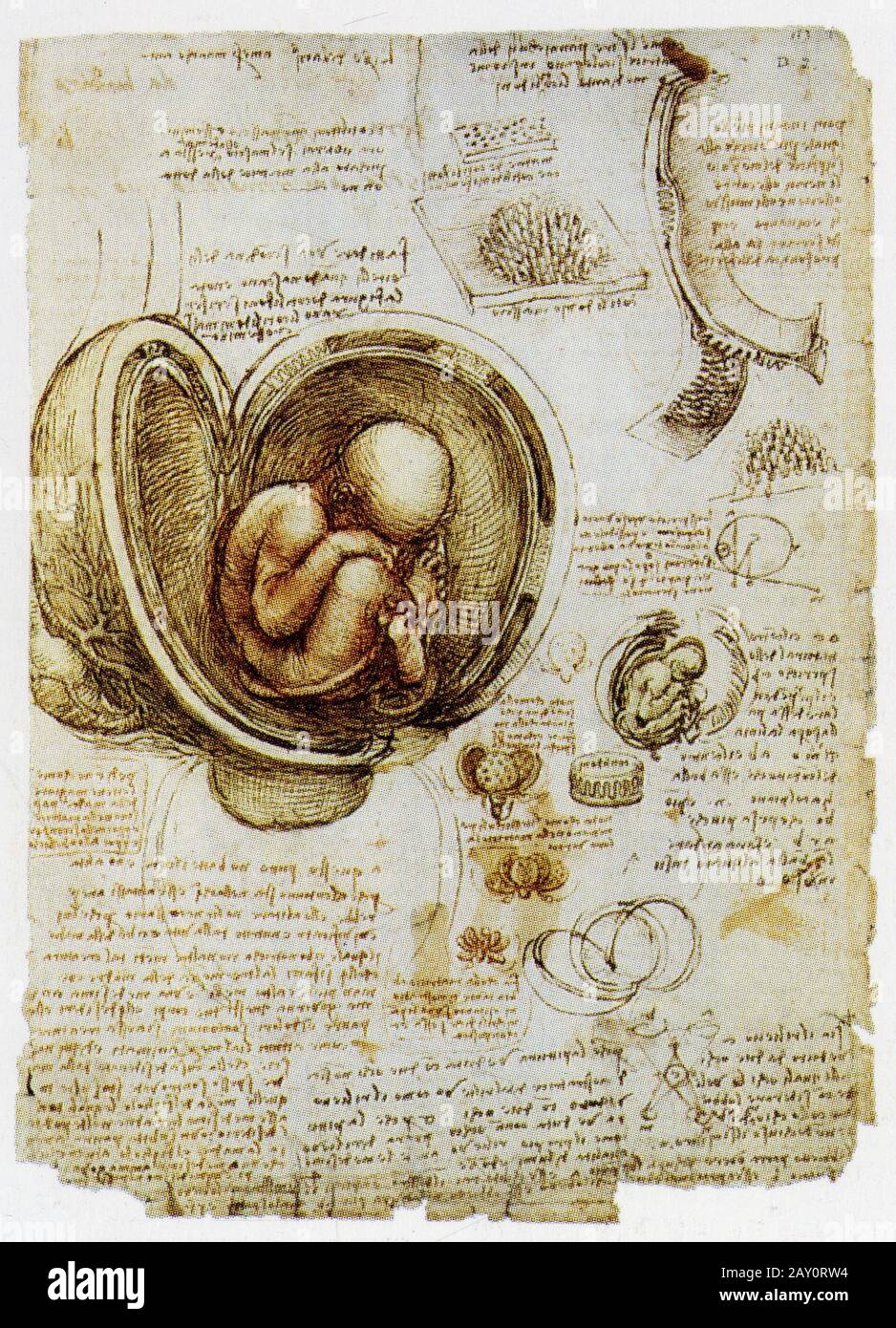 Leonardo da Vinci. Embryo in the Mother's Womb. 1510. Stock Photo