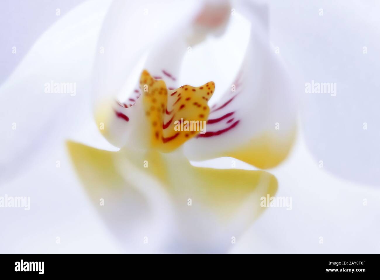 Orchideenbluete Stock Photo