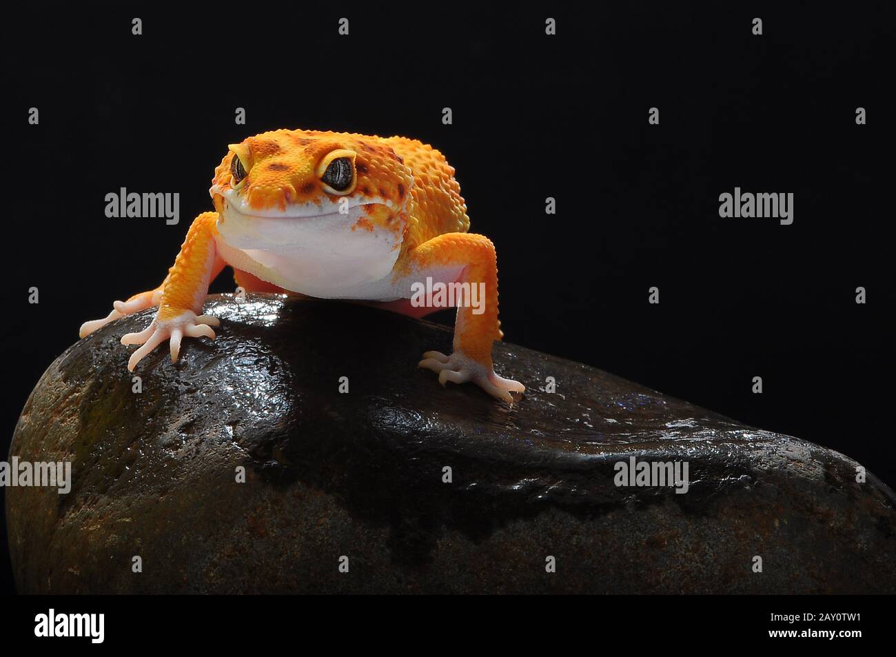 Portrait of a leopard gecko on a rock, Indonesia Stock Photo