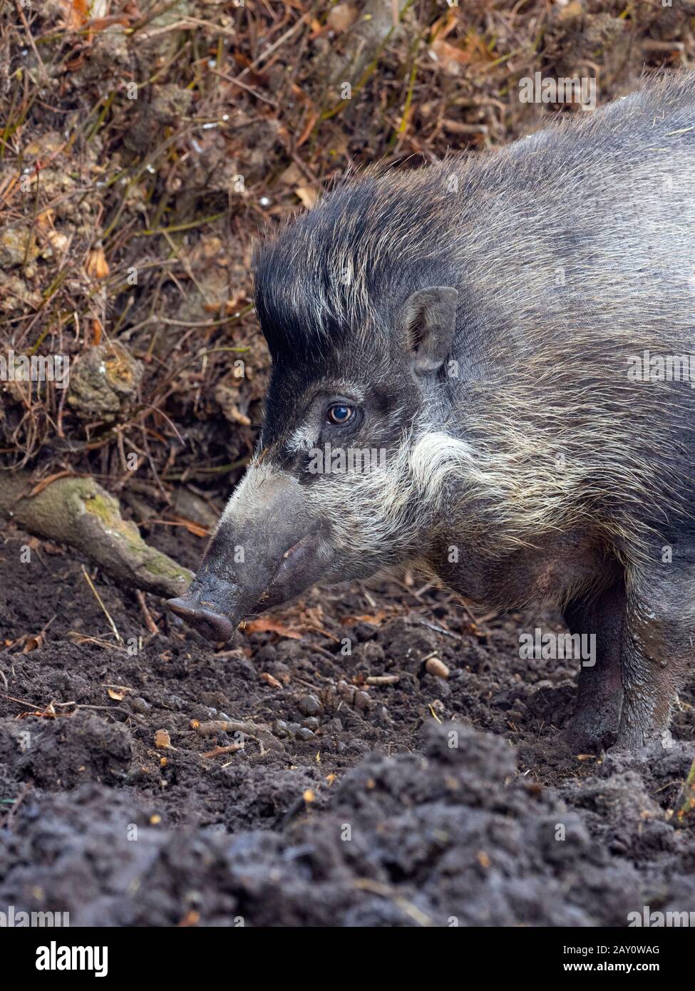 Visayan warty pig Sus cebifrons       Captive photograph Stock Photo