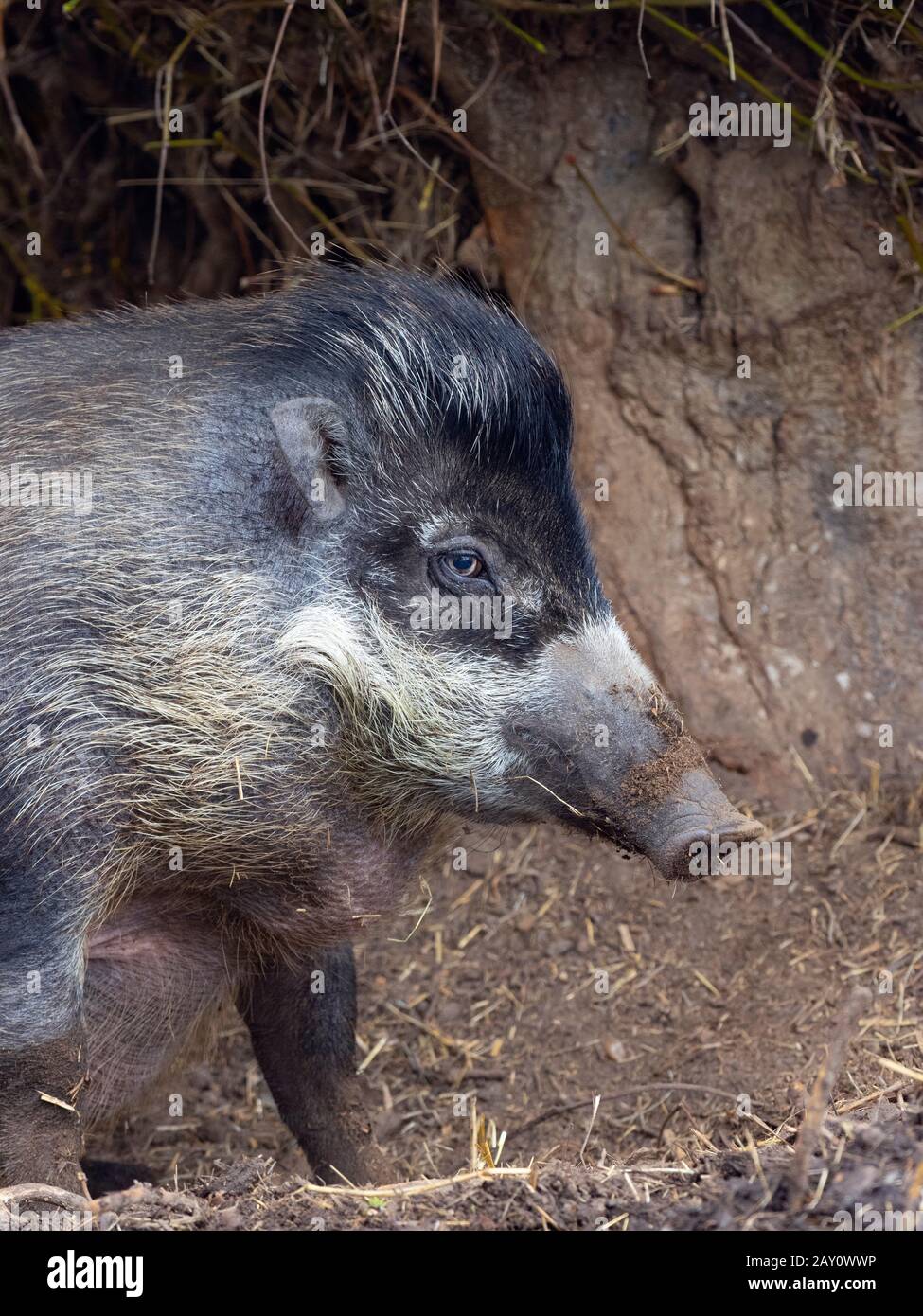 Visayan warty pig Sus cebifrons       Captive photograph Stock Photo
