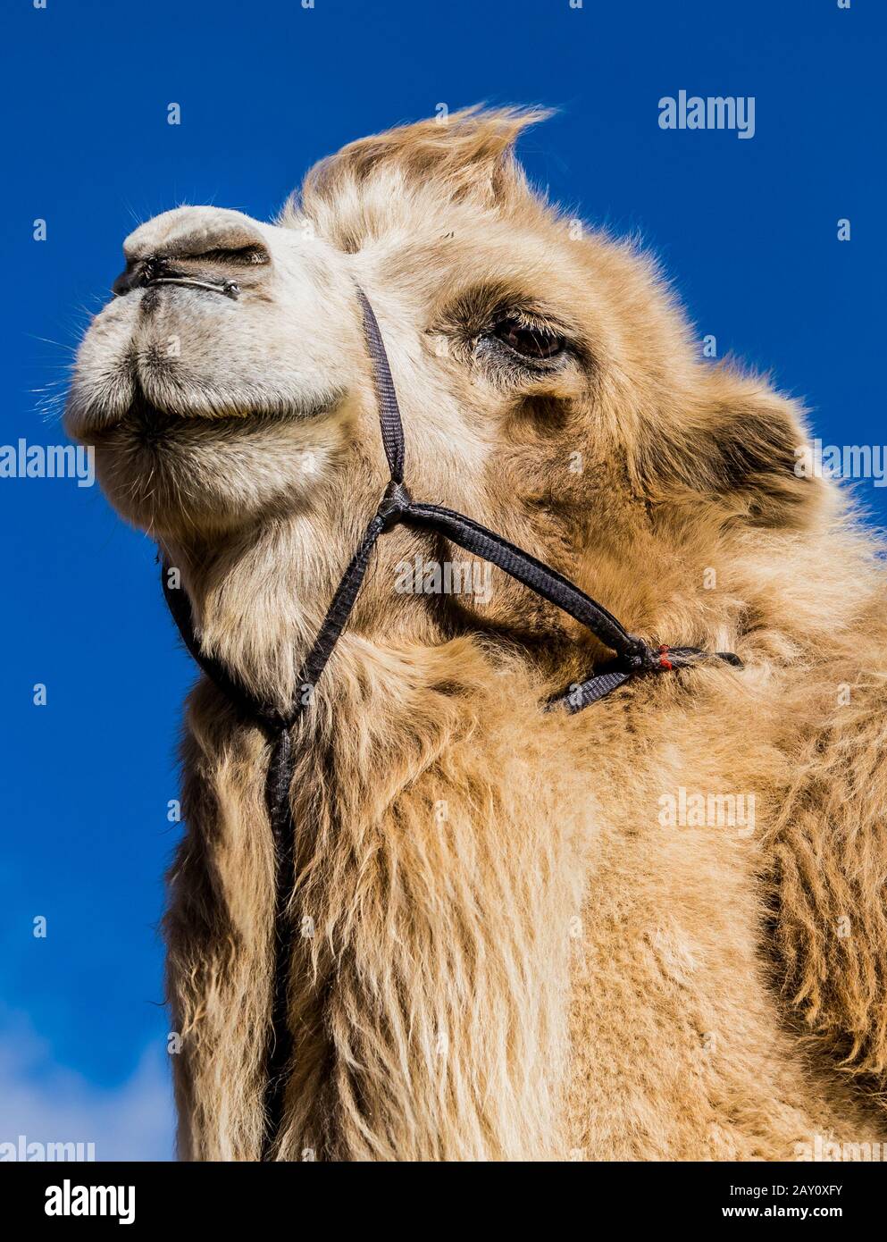 Camels are hardy animals having high tolerance for cold, drought, and high  altitudes, these Bactrian camels are used in ancient times on the silk road  Stock Photo - Alamy