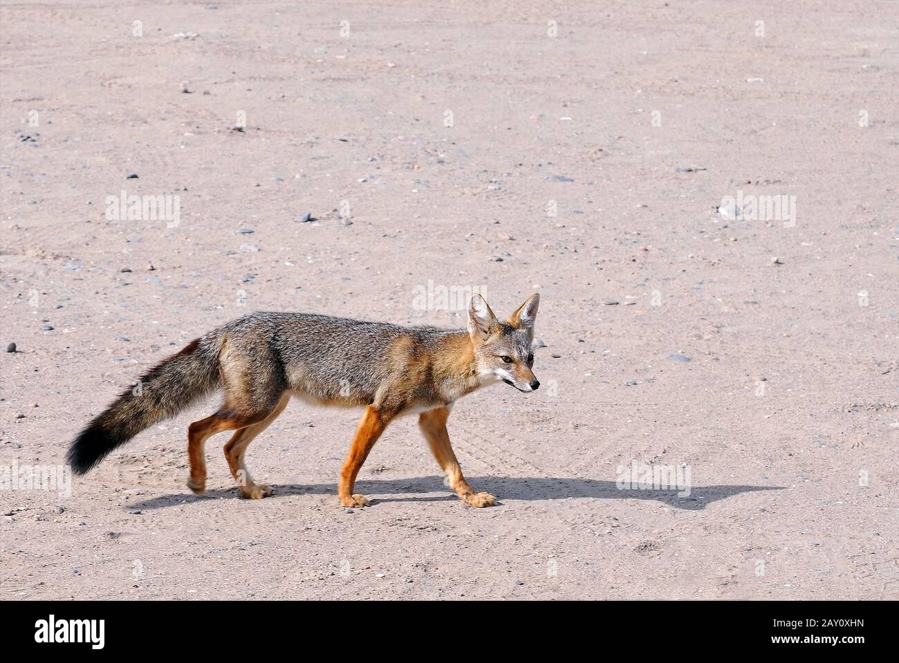 Patagonian fox Stock Photo