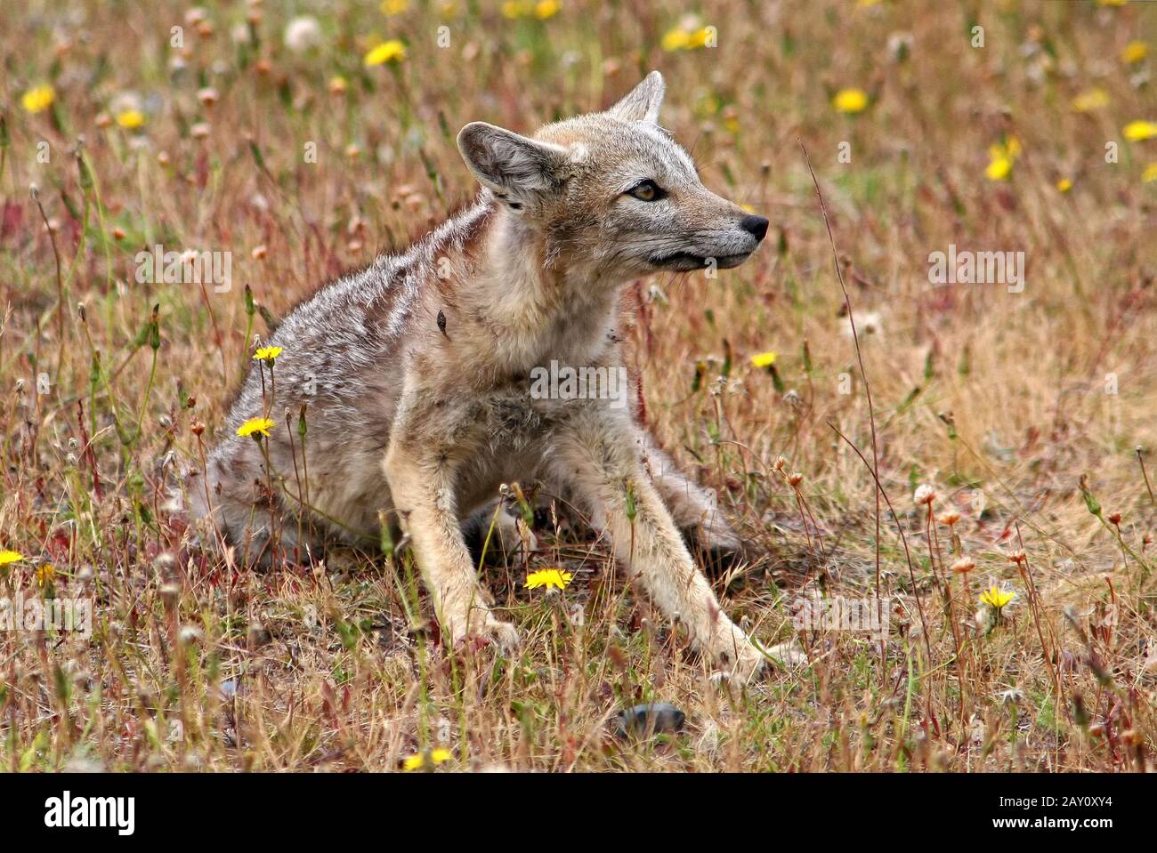 Patagonian fox Stock Photo