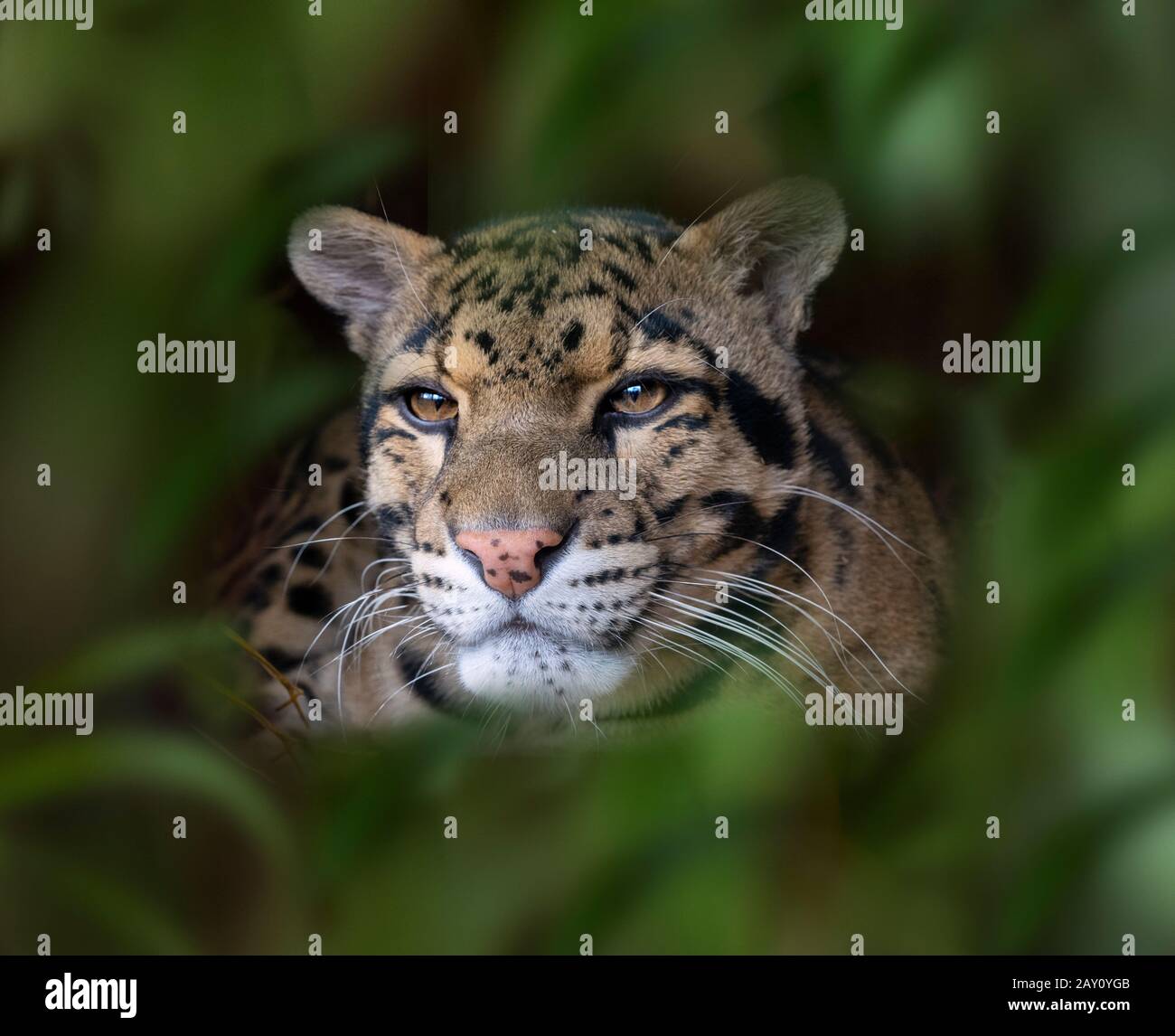 Clouded leopard Neofelis nebulosa Captive portrait Stock Photo