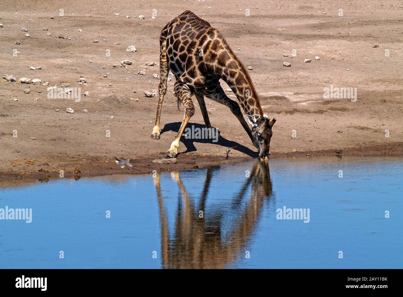 Giraffes Stock Photo