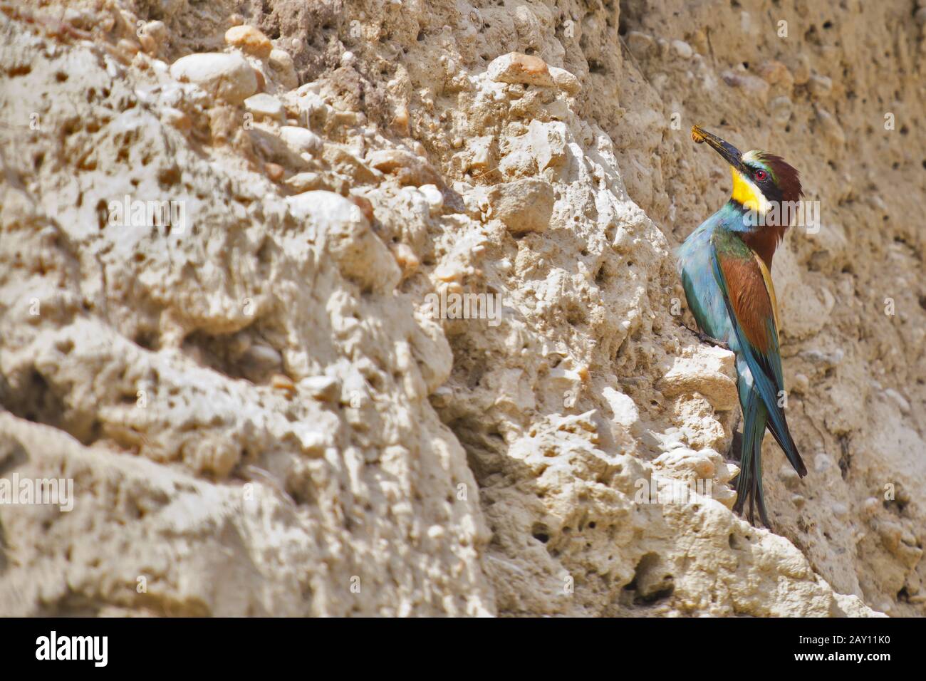 Bee-eater (Merops apiaster) Stock Photo