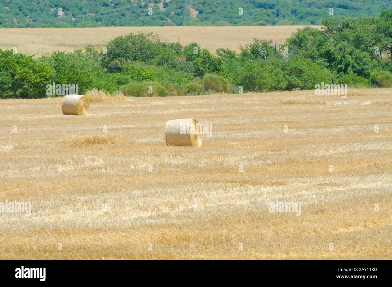 Field with rolls of hay on summer day Stock Photo - Alamy